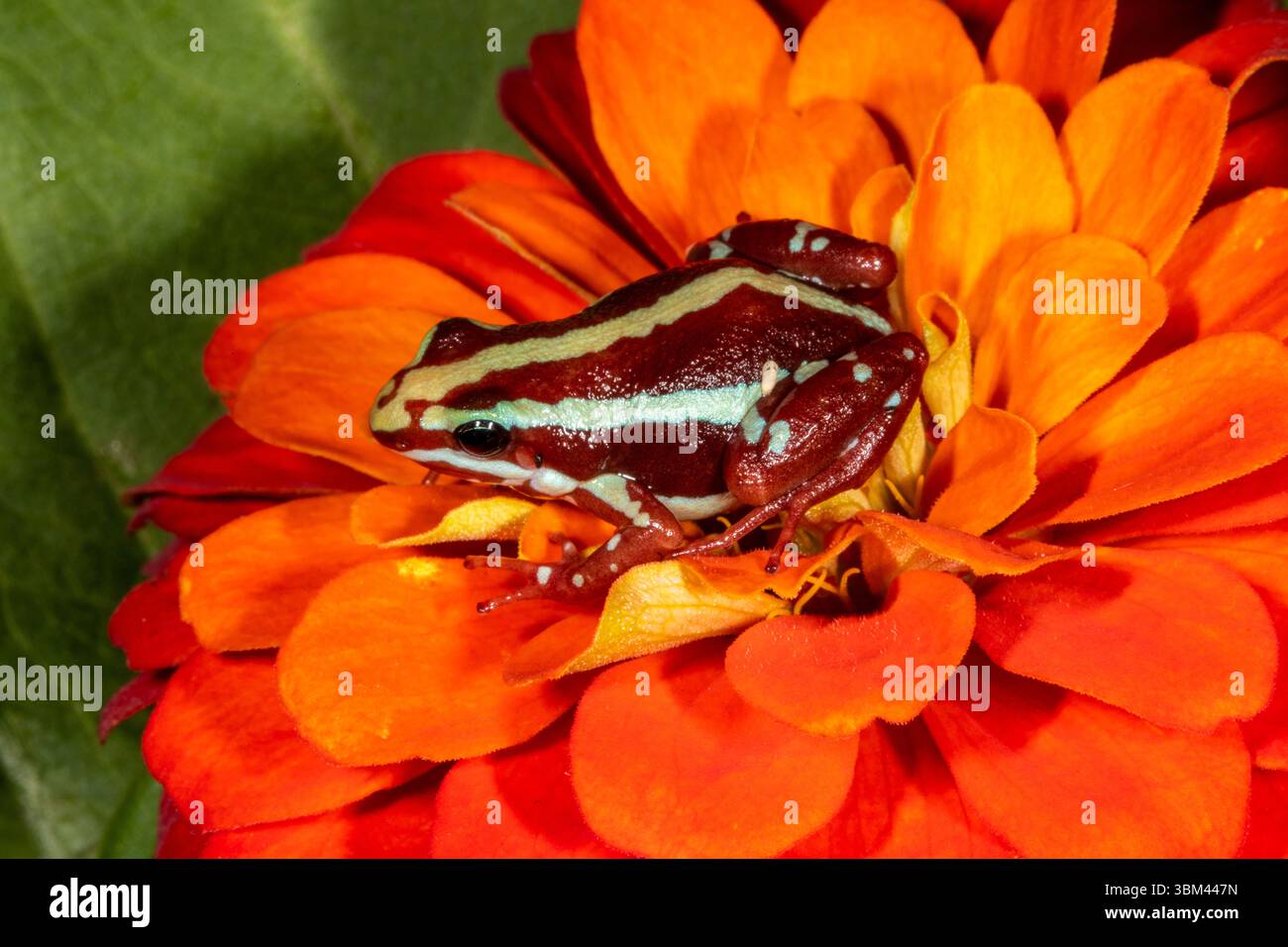 Trikolore-Pfeilfrosch. Stockfoto