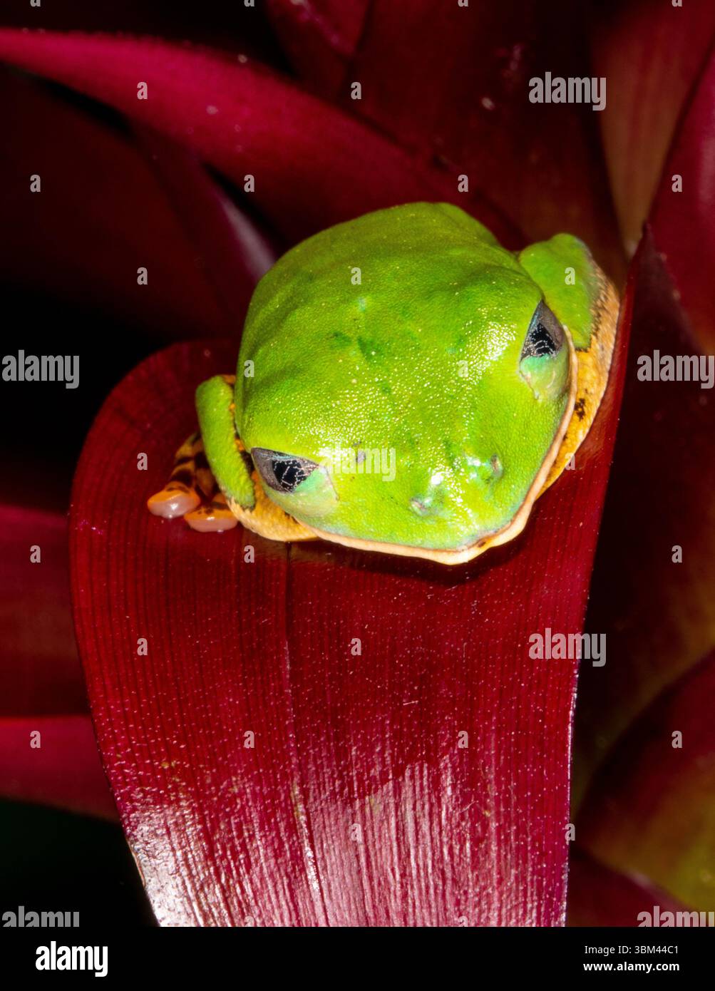 Rotäugigen Baumfrosch. Stockfoto