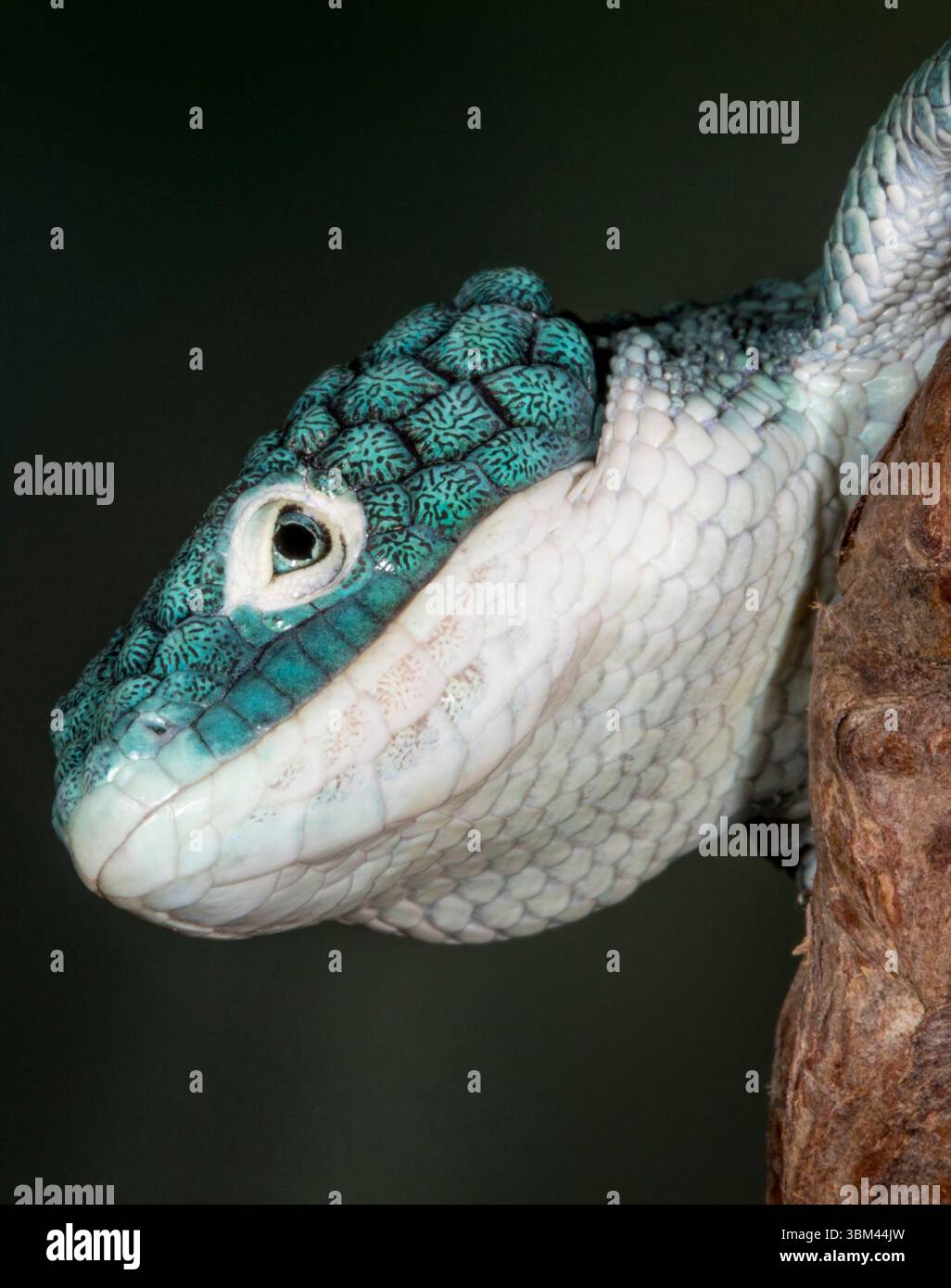 Mexikanische Alligatoreidechse. Stockfoto