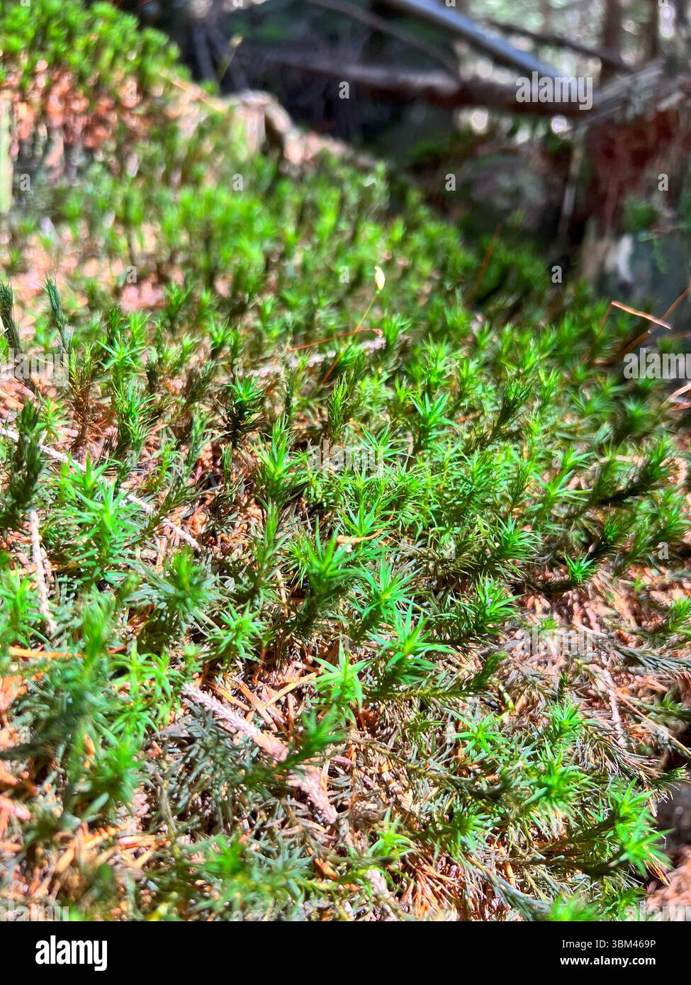 Nahaufnahme von grünem windgepeitschtem Moos (Dicranum sp.), üppig und strukturiert Stockfoto