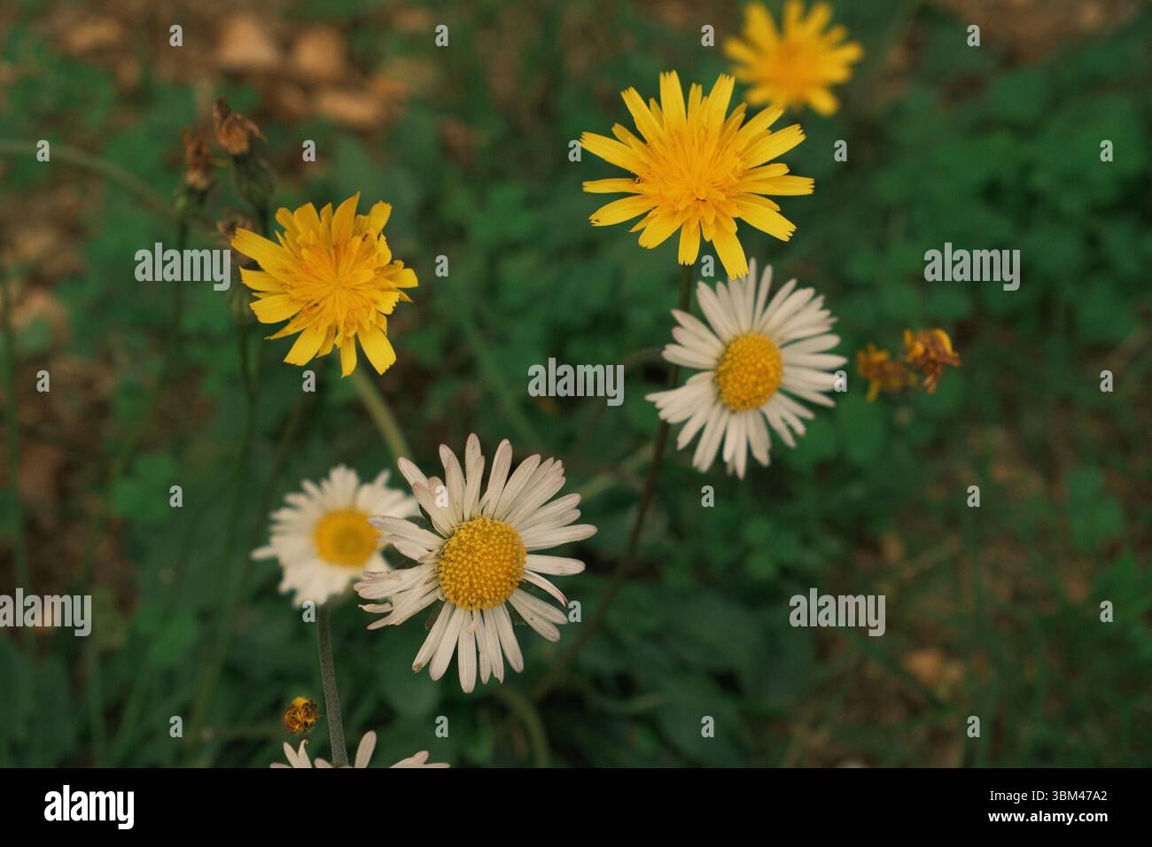 Eine Mischung aus blühenden gelben Löwenzahn und weißen Gänseblümchen mit gelben Zentren, die in einem grünen Gras wachsen. Der Hintergrund ist leicht verschwommen. Stockfoto