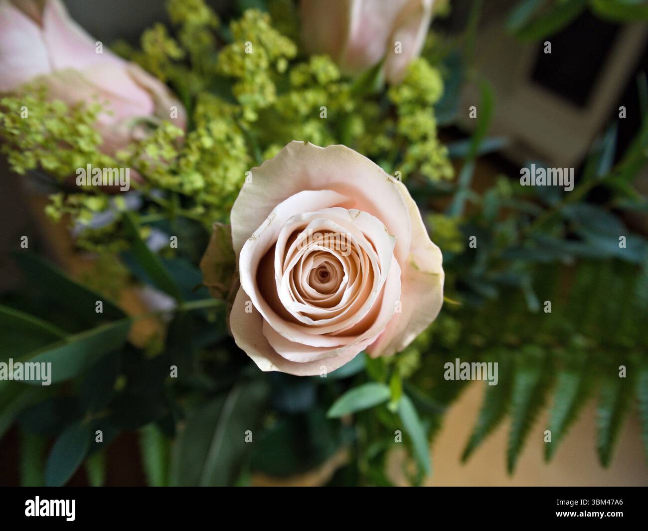 Cremefarbene Rosenknospen, die sich sanft in einer traumhaften Nahaufnahme öffnen, mit verschwommenem Bouquet im Hintergrund für romantische Weichheit. Stockfoto