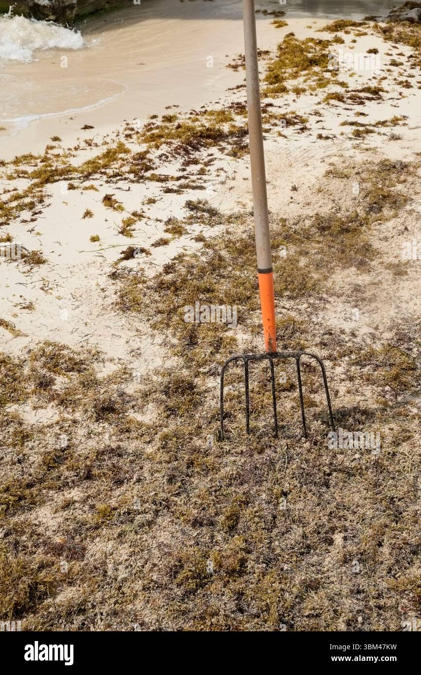 Puerto Morelos, Mexiko. Invasives Sargassum Seeunkraut plagt die Strände und ist ein ständiges Reinigungsproblem. Stockfoto