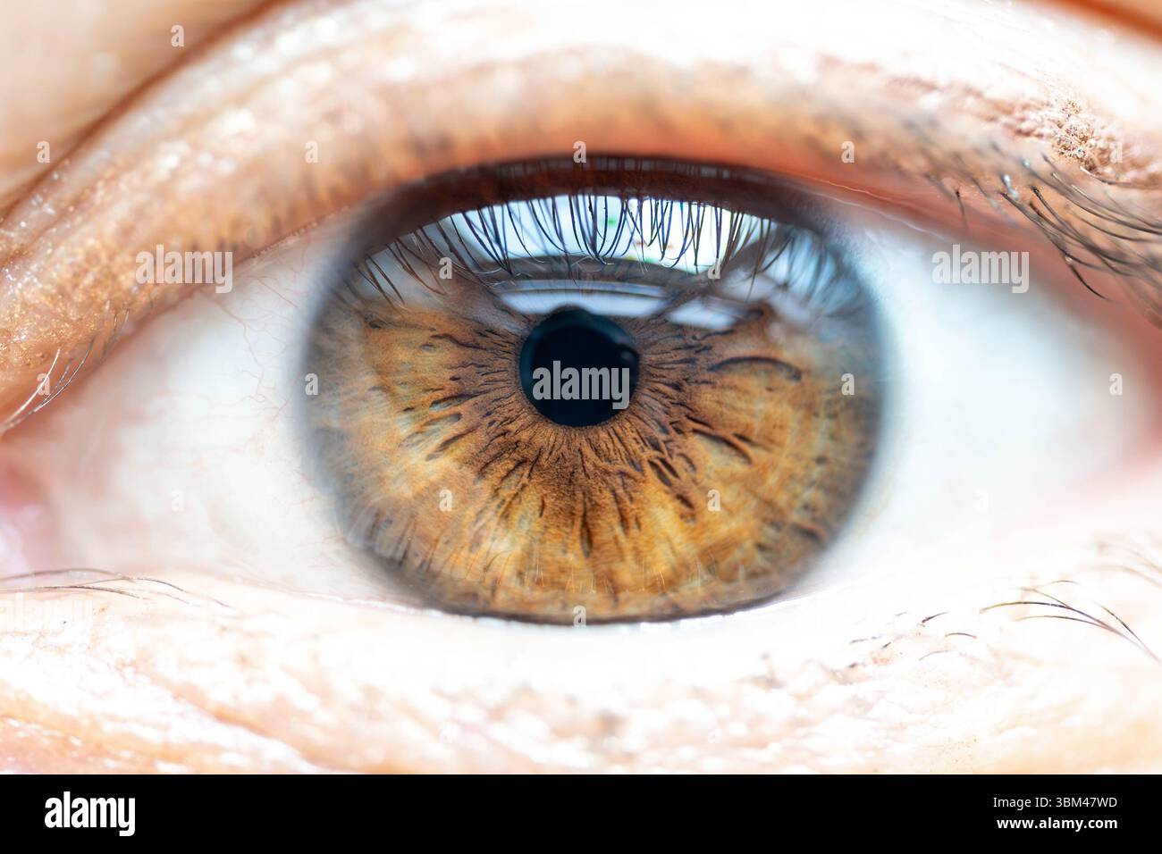 Beschreibung: Makro des braunen weiblichen Auges mit Fensterreflexionen. Detaillierte strukturelle Anatomie der menschlichen Iris. Aufgenommen in Dayllight. Stockfoto
