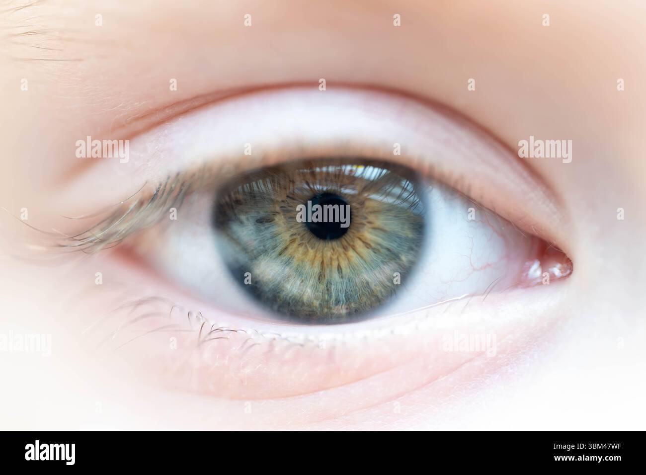 Beschreibung: Weibliches blaugrünes braunes Auge mit Fensterreflexen. Detaillierte strukturelle Anatomie der menschlichen Iris. Aufgenommen in Dayllight. Stockfoto