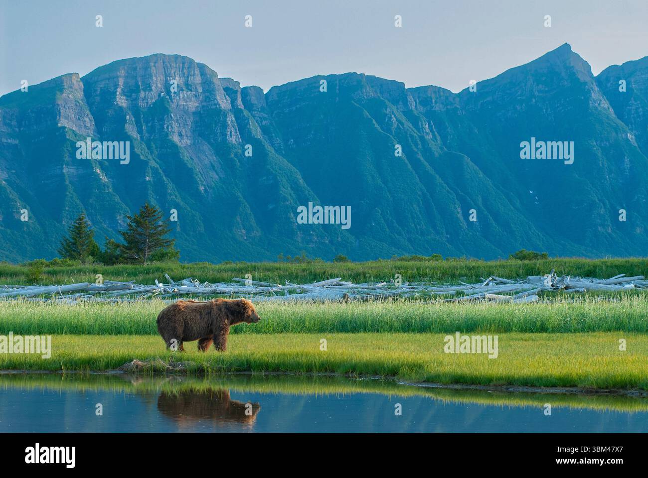 USA, Alaska. Braunbär grast auf der Wiese im Katmai-Nationalpark Stockfoto