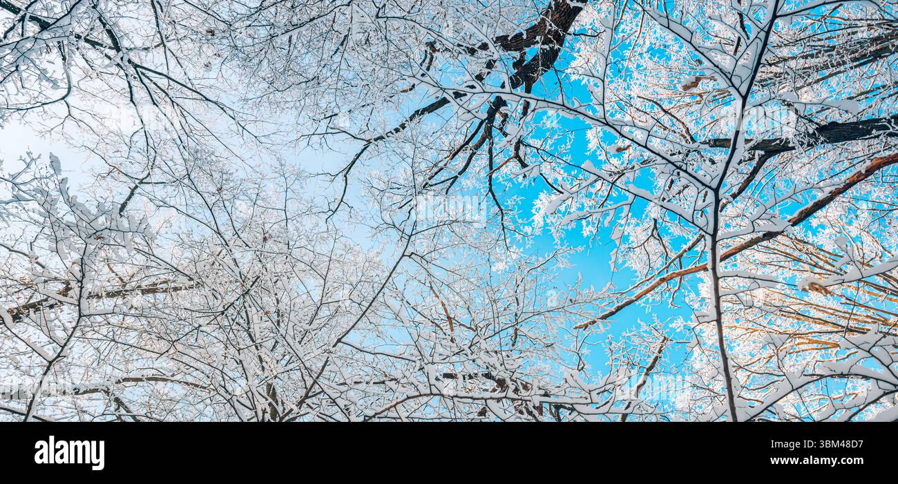 Erstaunliche Winter-szenische Nahaufnahme schneebedeckte Bäume unter blauem sonnigem Himmel künstlerische Natur saisonaler Hintergrund abstrakt inspirieren natürliche Sicht. Idyllisch friedlich Stockfoto