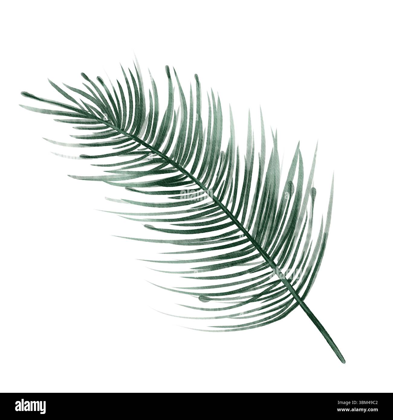 Illustration im Aquarellstil von grünem Kiefernzweig auf weißem Hintergrund, minimalistisches und elegantes Design mit transparenter Textur und Details. Stockfoto