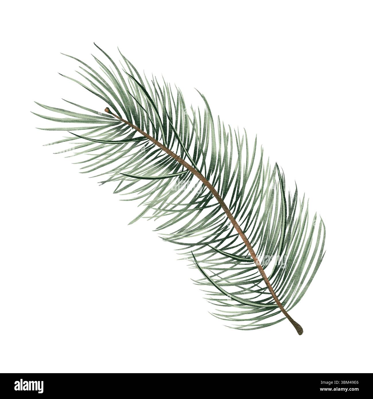 Illustration im Aquarellstil von grünem Kiefernzweig auf weißem Hintergrund, minimalistisches und elegantes Design mit transparenter Textur und Details. Stockfoto