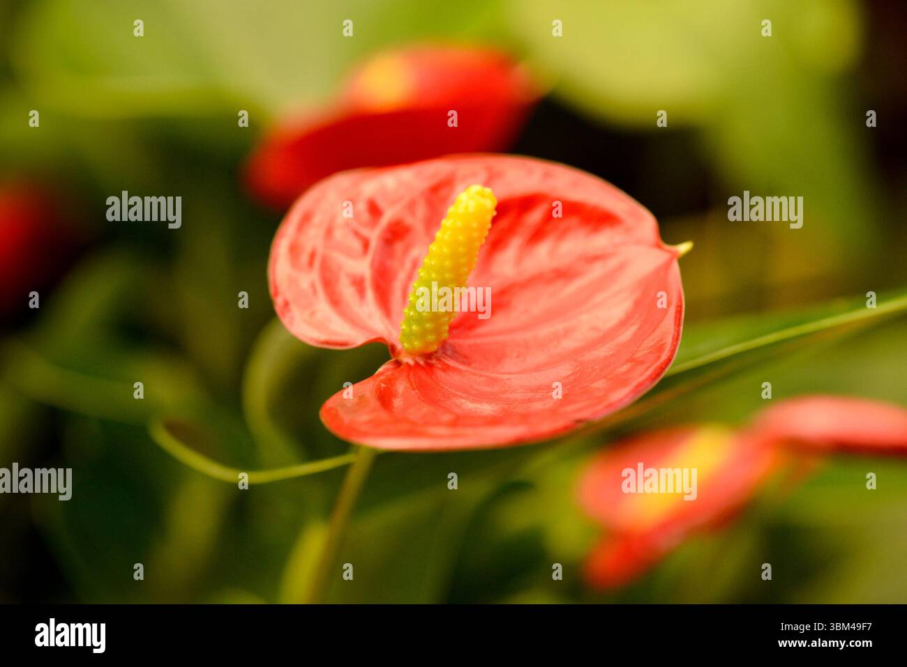 Nahaufnahme eines einzelnen Anthurium andreanum Lindl. Blume, auch bekannt als Flamingoblume oder Laceleaf Stockfoto