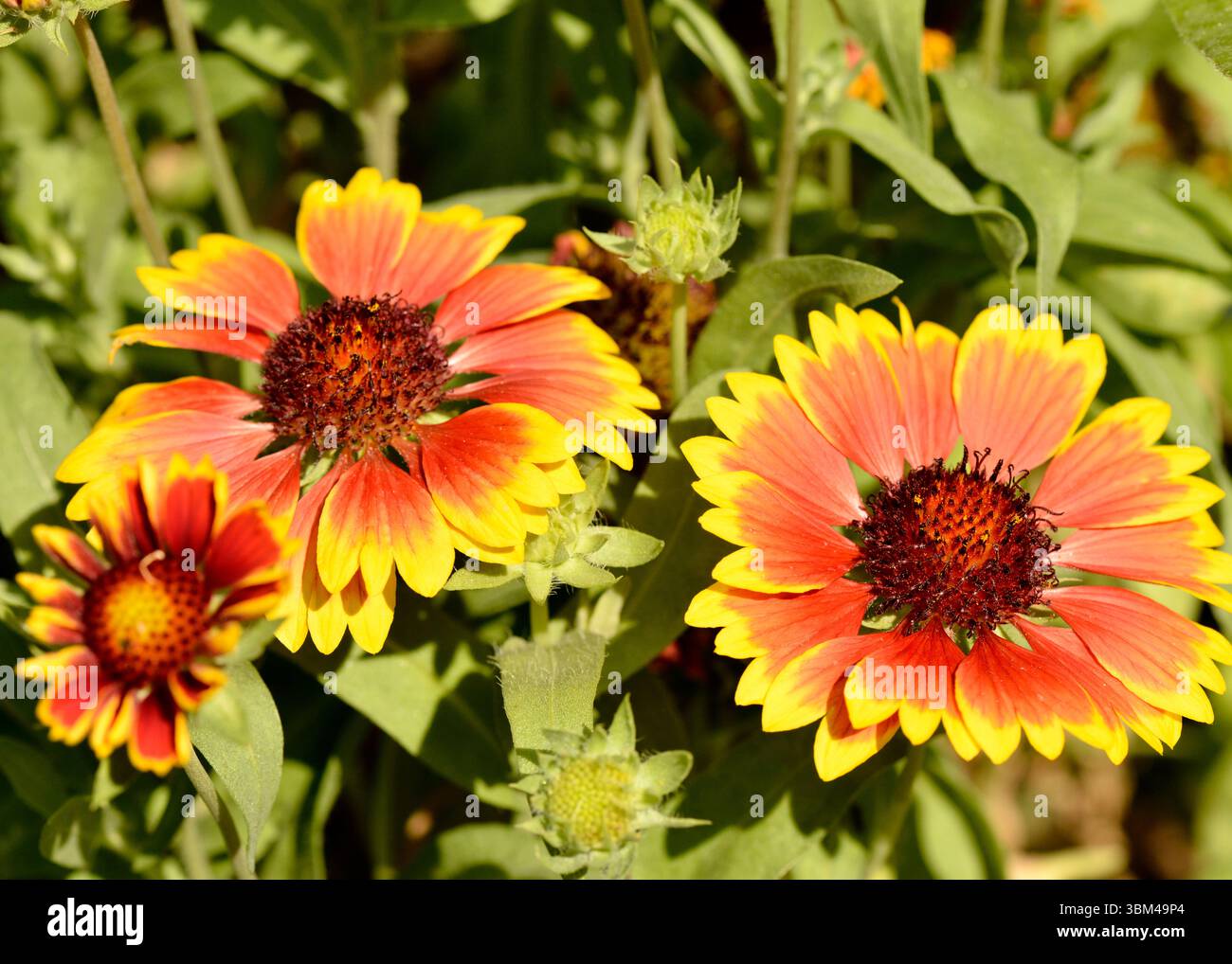 Echinacea purpurea (L.) Moench, regenbogenmarcella purpurpurpurpurne Koneflower, Rainbow marcella coneflower, Echinacea purpurea, Gartenblume Stockfoto