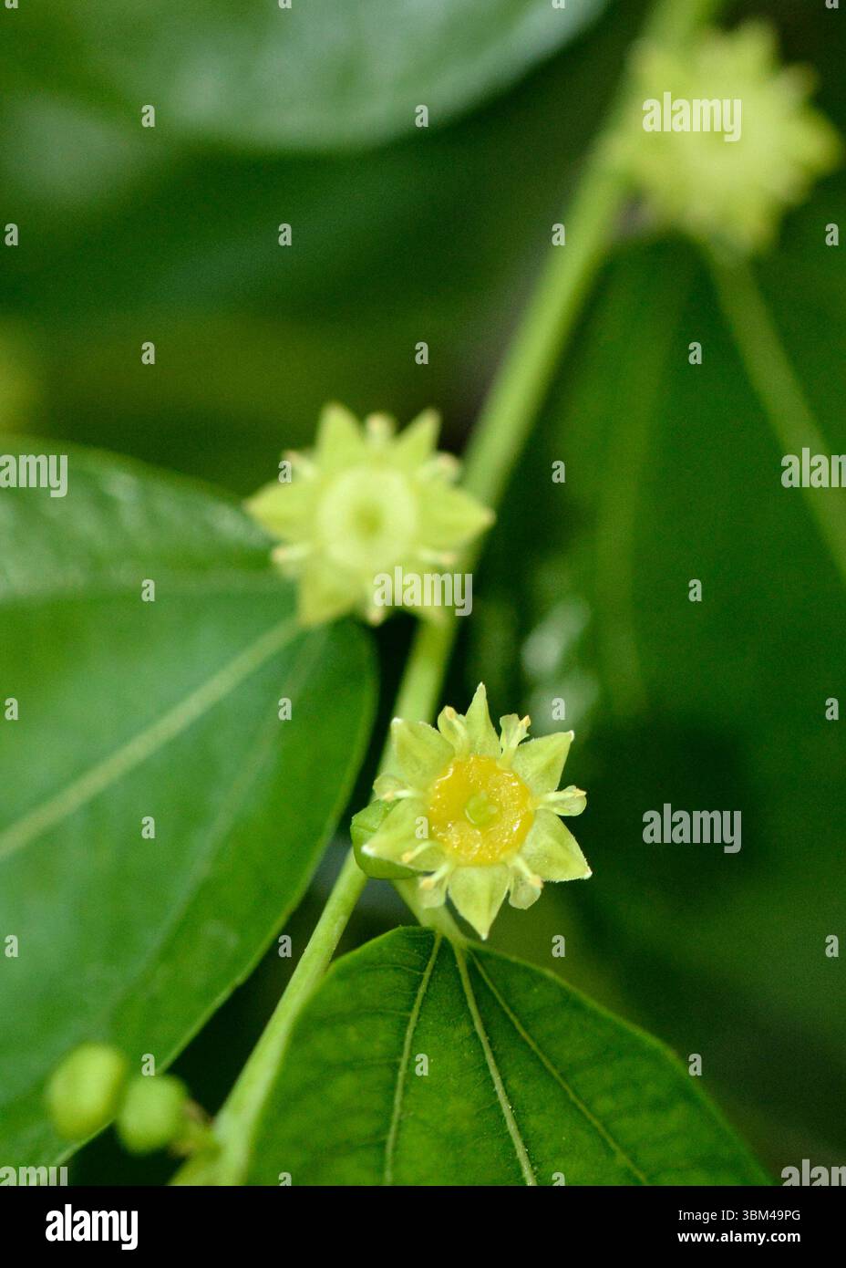 Detaillierte Ansicht des Jujube-Baumes oder der Ziziphus-Jujuba-Blüte mit ihren kleinen gelb-grünen Blüten und zentralen Staubblättern in der Frühsommerblüte Stockfoto