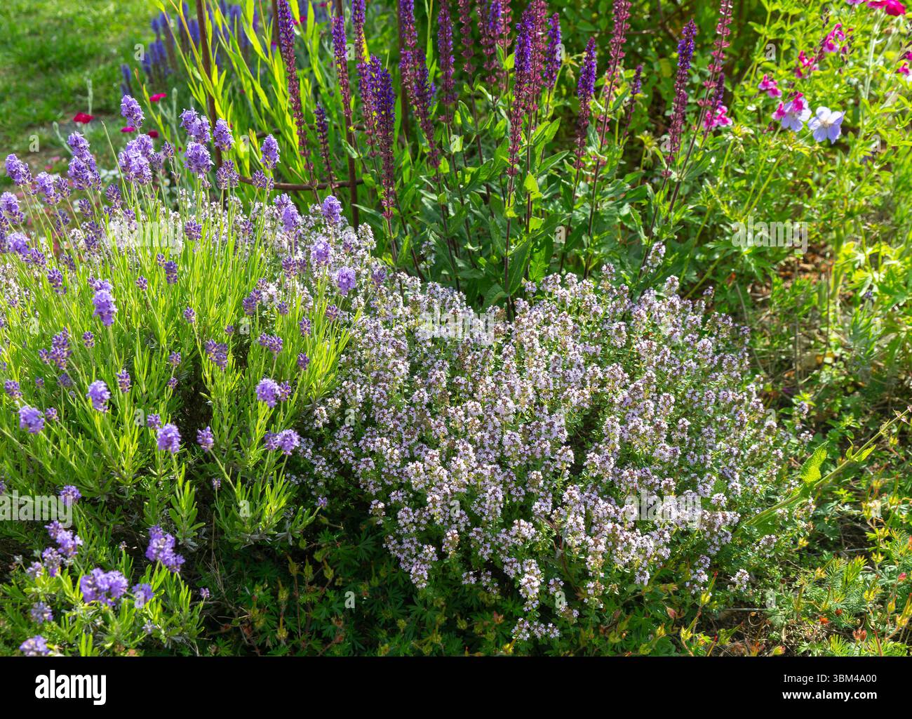 Blühende Pflanzen im Bienen- und Schmetterlingsfreundlichen Garten, Suffolk, England, Großbritannien Stockfoto