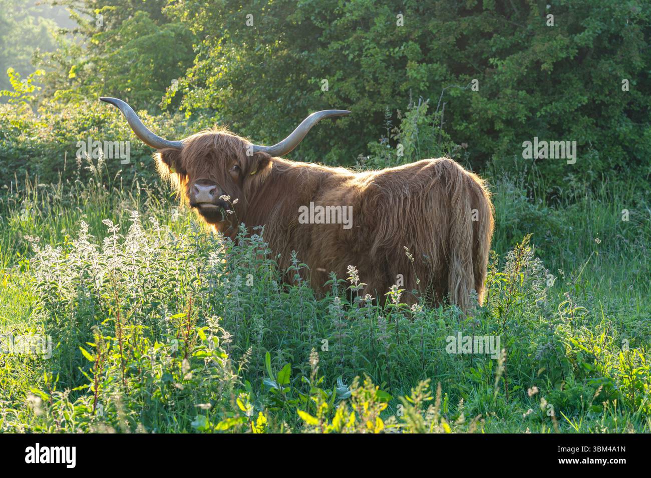 Freilaufende Hochlandrinder in einem Naturschutzgebiet in Zeeland, Niederlande Stockfoto