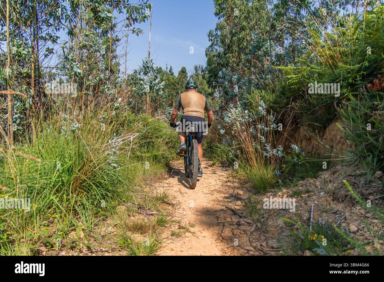 Senior Mann mit Helm und technischer Kleidung, der mit seinem E-Mountainbike auf einem Weg in einem Eukalyptuswald unterwegs ist und einen sonnigen Tag im Freien genießt Stockfoto