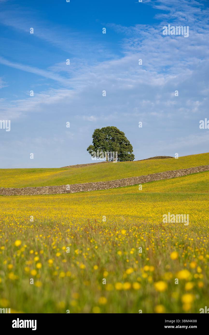 Eine einsame Asche auf einer Wildblumenwiese voller Schmetterlinge im Wensleydale, Yorkshire Dales National Park, Großbritannien. Stockfoto