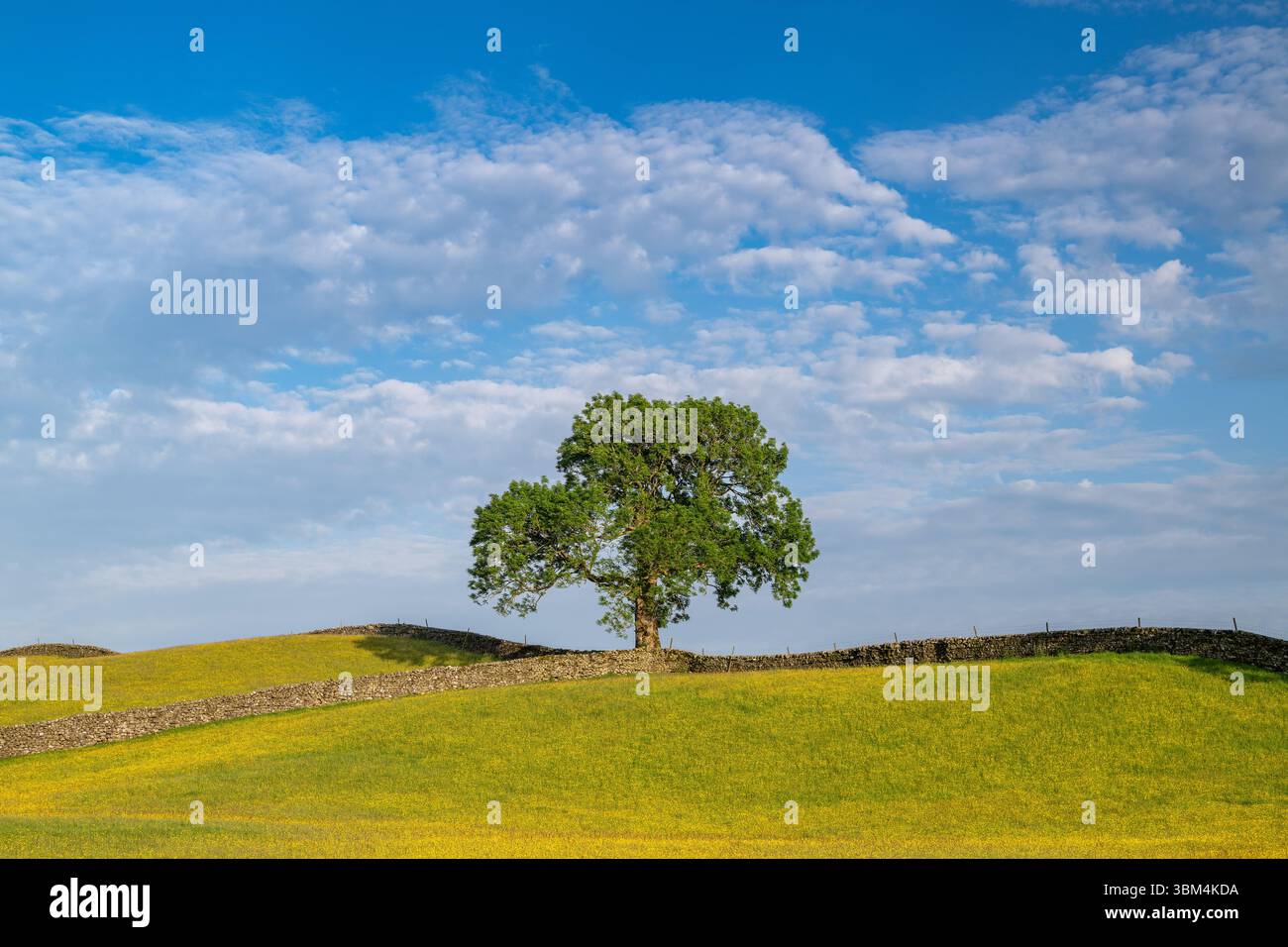 Eine einsame Asche auf einer Wildblumenwiese voller Schmetterlinge im Wensleydale, Yorkshire Dales National Park, Großbritannien. Stockfoto