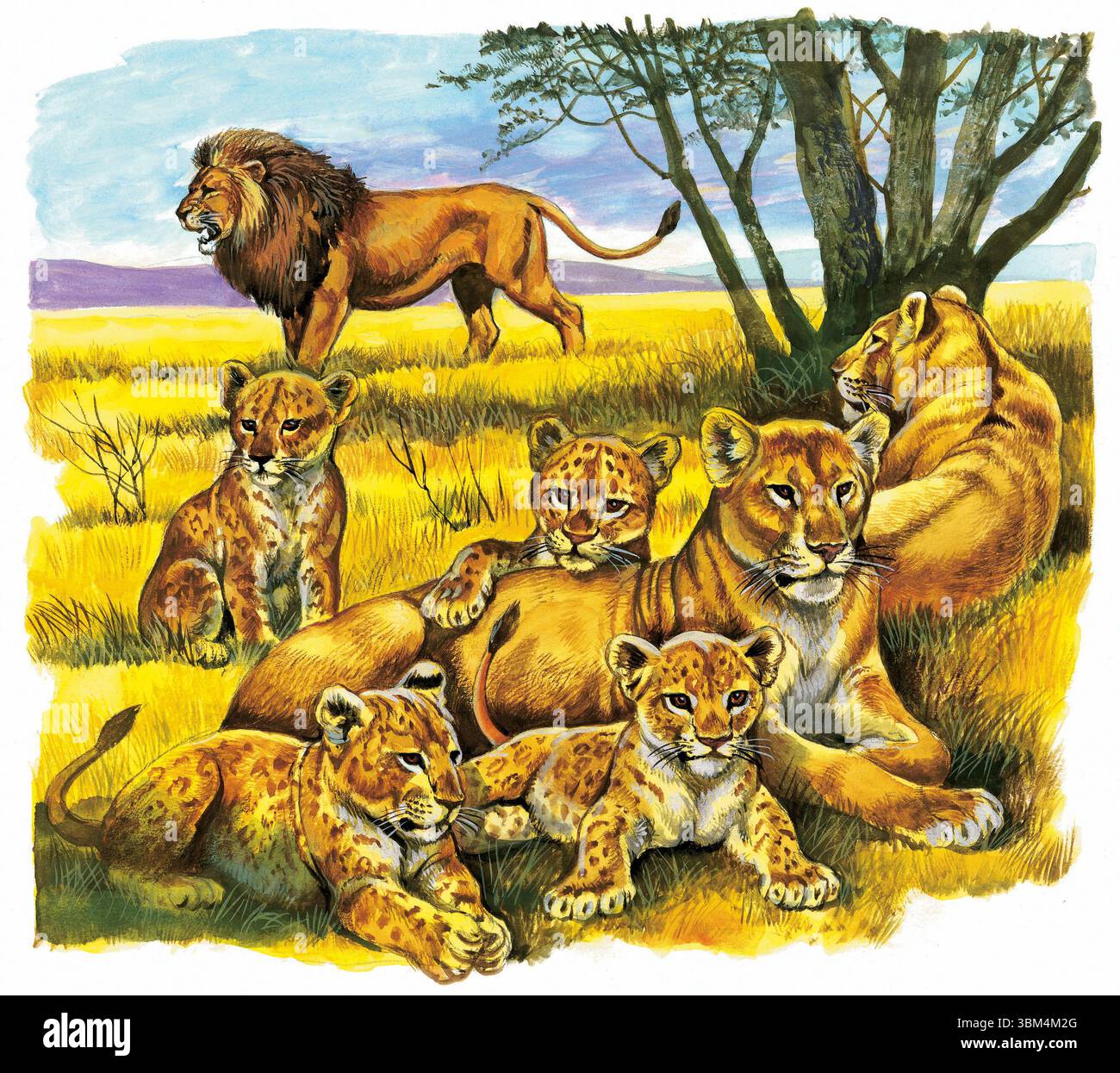 Illustration eines Stolzes von Löwen in der afrikanischen Savanne, mit verspielten Jungen, wachsamen Löweninnen und einem majestätischen männlichen Wachmann im Stockfoto