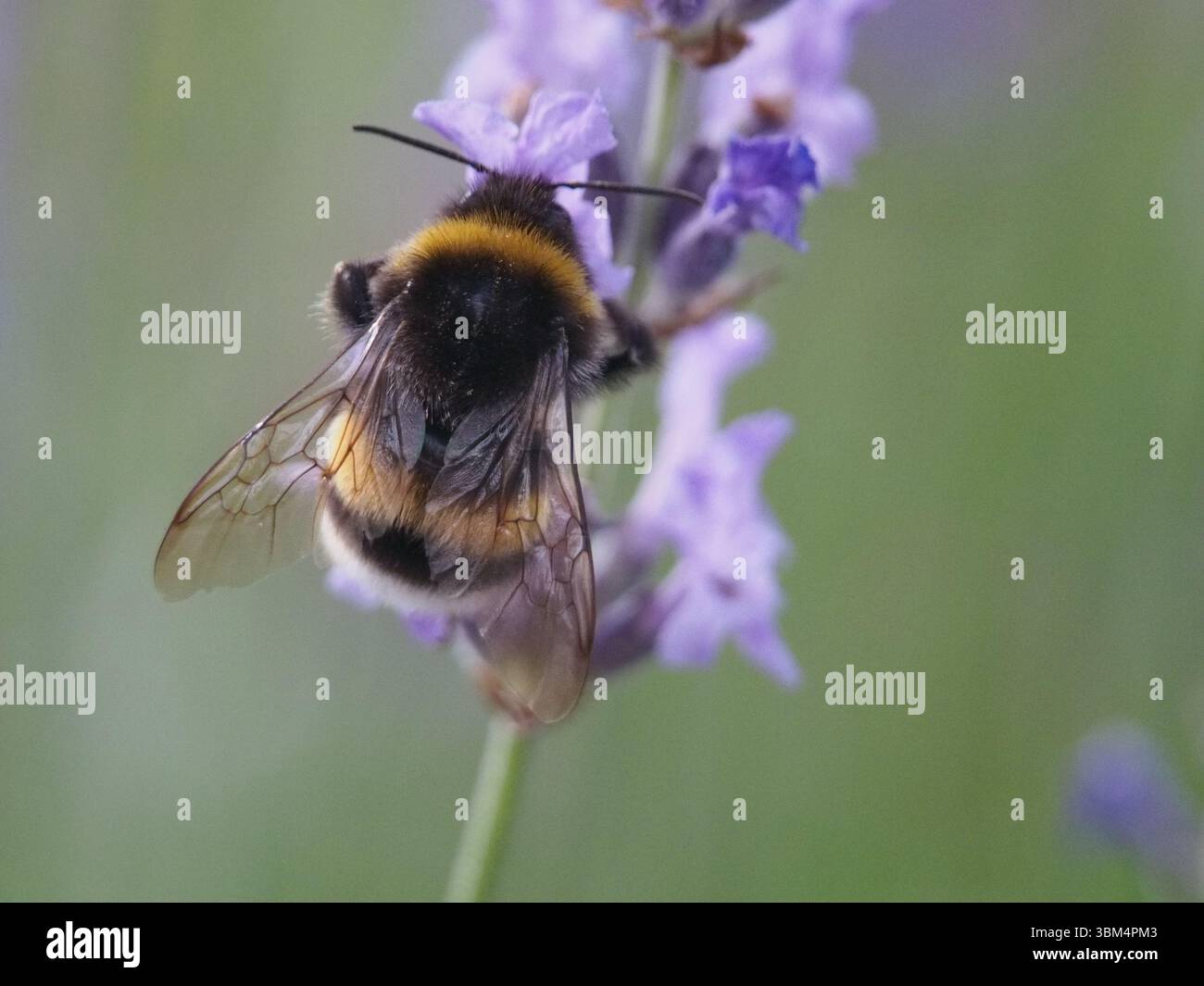 Isolierte Makrorückansicht Nahaufnahme einer Hummel mit Buff-Tail-Tail (bombus terrestris) oder einer großen Erdhummel, die Pollen aus einer salvia nemerosa oder sammelt Stockfoto