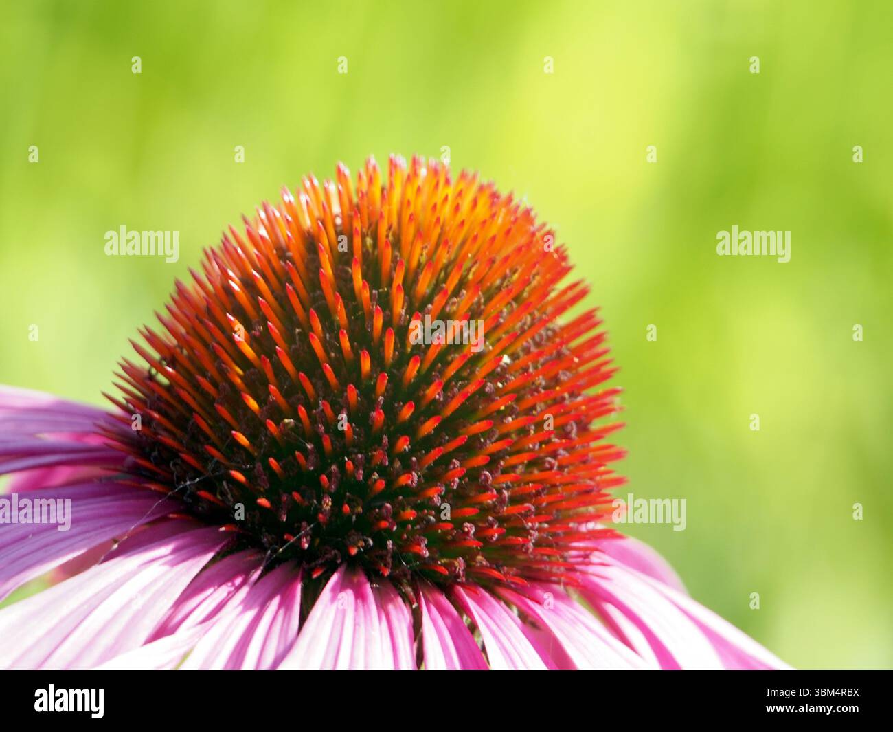 Isolierte extreme Nahaufnahme der Blütenstempel eines violetten Coneflower (Echinacea purpurea (L.) moench) oder Igelconeflower. Königswinter, Deutschland. Stockfoto