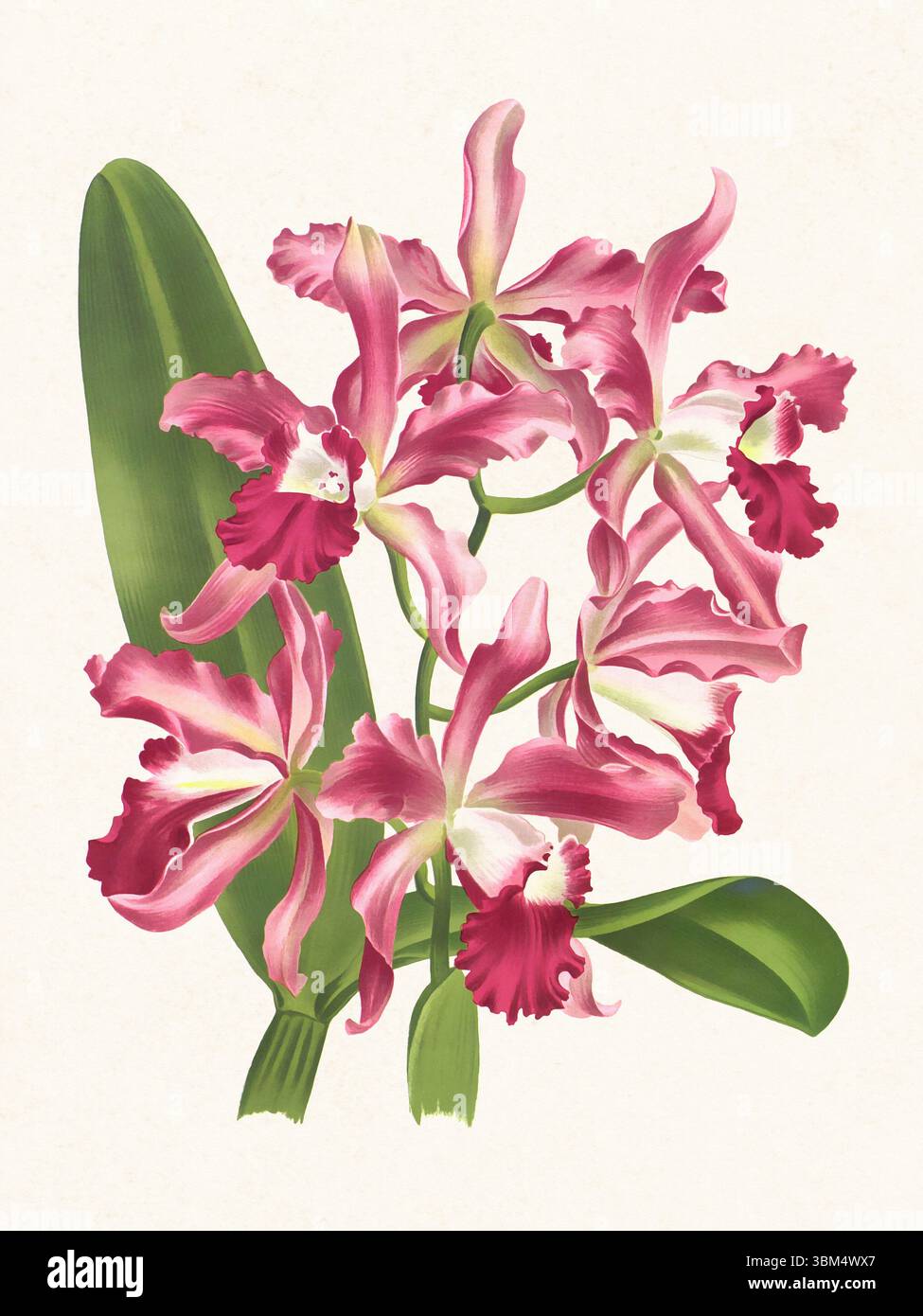 Orchideenblume Illustration. Wunderschöne tropische Orchideenzeichnung in hellen Farben. Perfekt für botanische Dekorationen, Drucke oder kreative Projekte. Stockfoto