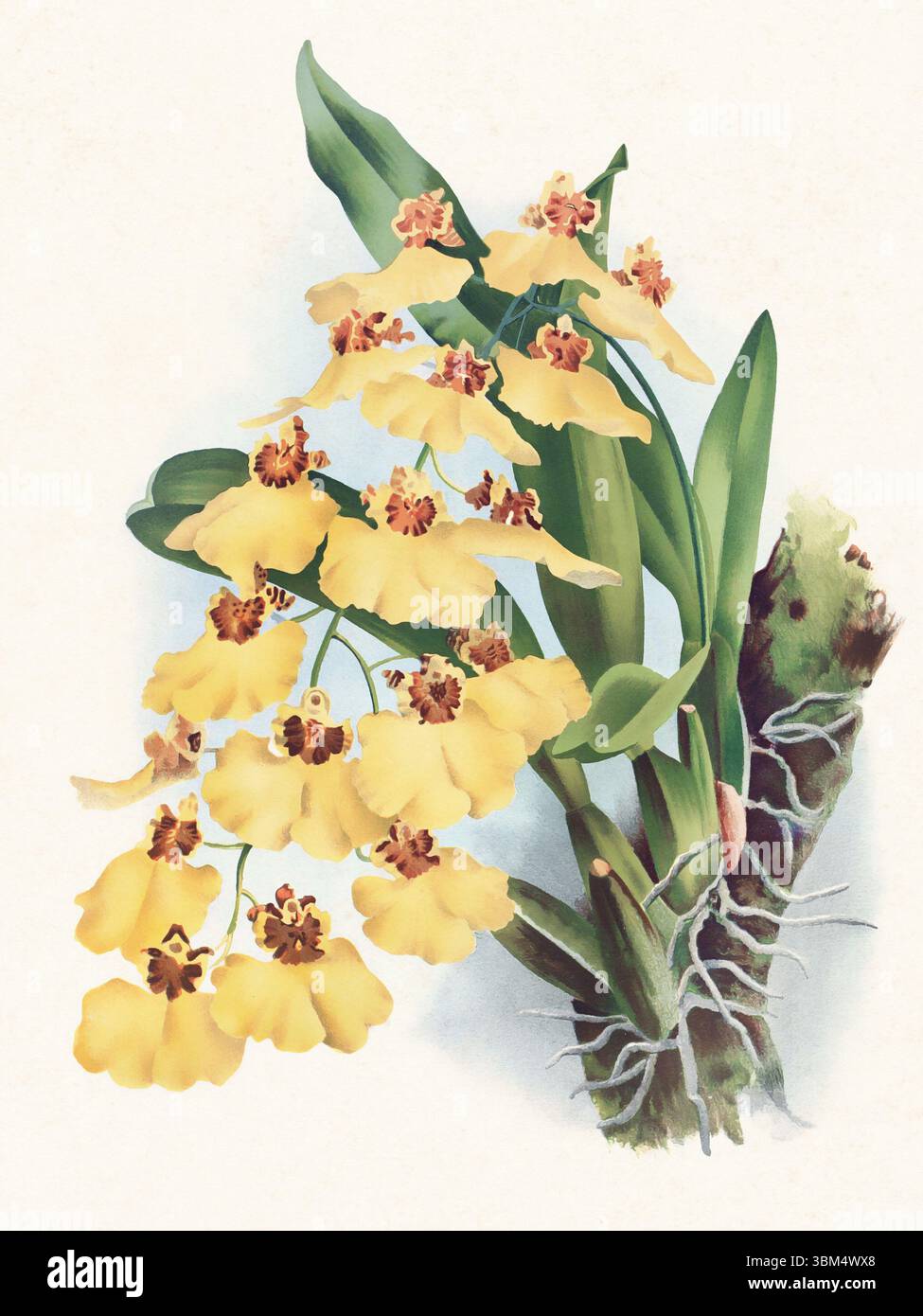 Orchideenblume Illustration. Wunderschöne tropische Orchideenzeichnung in hellen Farben. Perfekt für botanische Dekorationen, Drucke oder kreative Projekte. Stockfoto