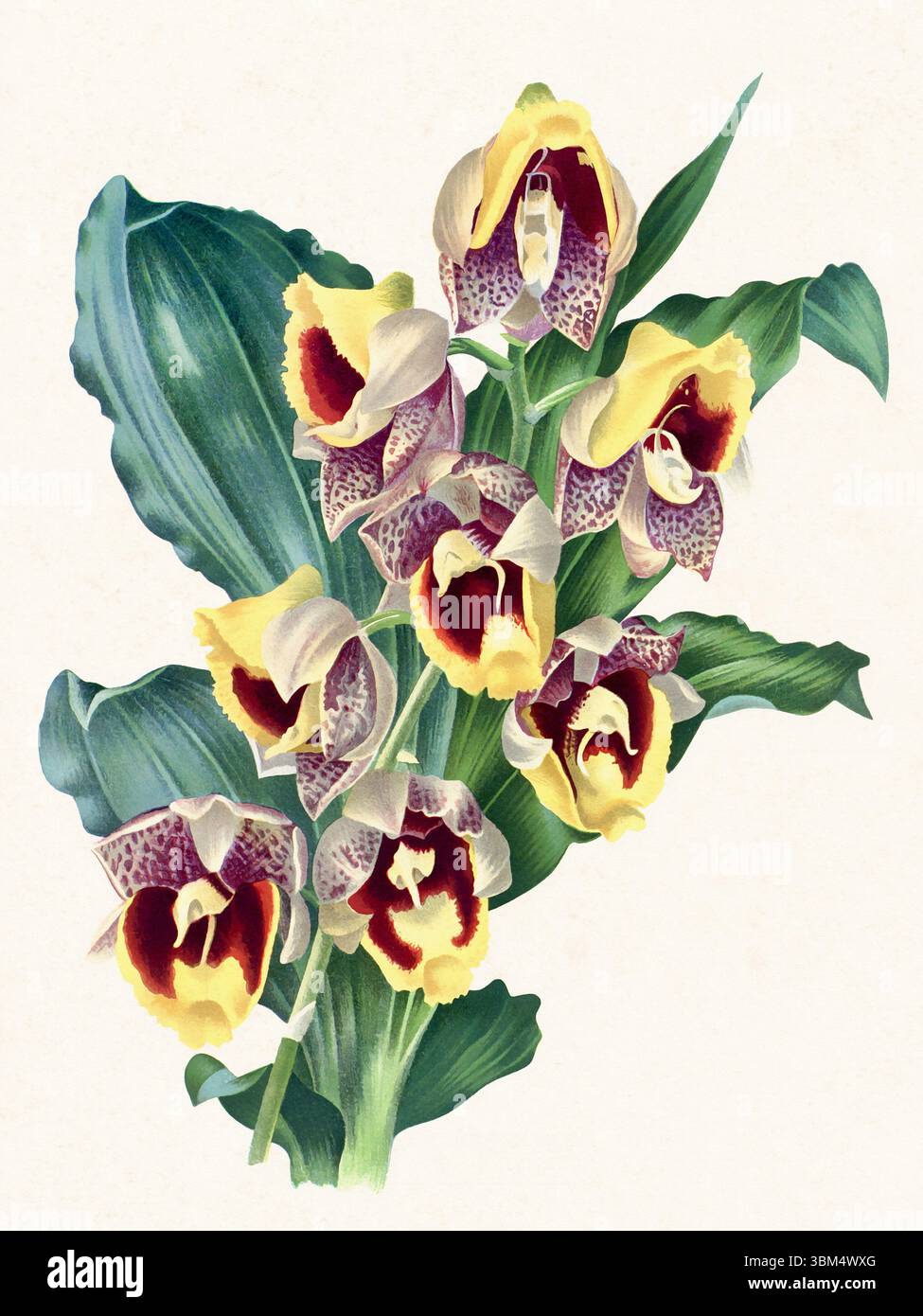 Orchideenblume Illustration. Wunderschöne tropische Orchideenzeichnung in hellen Farben. Perfekt für botanische Dekorationen, Drucke oder kreative Projekte. Stockfoto
