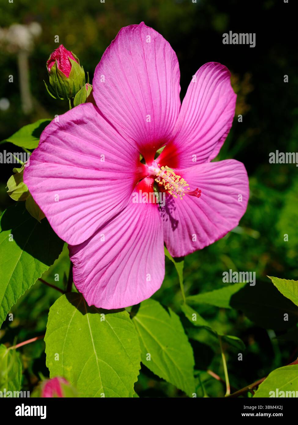 Großaufnahme der Rosenmalve (Hibiscus moscheutos) mit grosser Blume Stockfoto