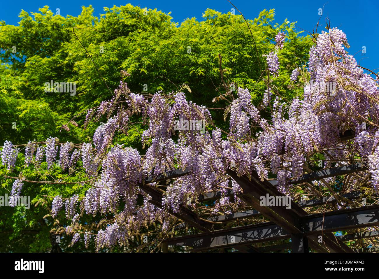 Wisteria blüht im Park in Vancouver, Kanada Stockfoto