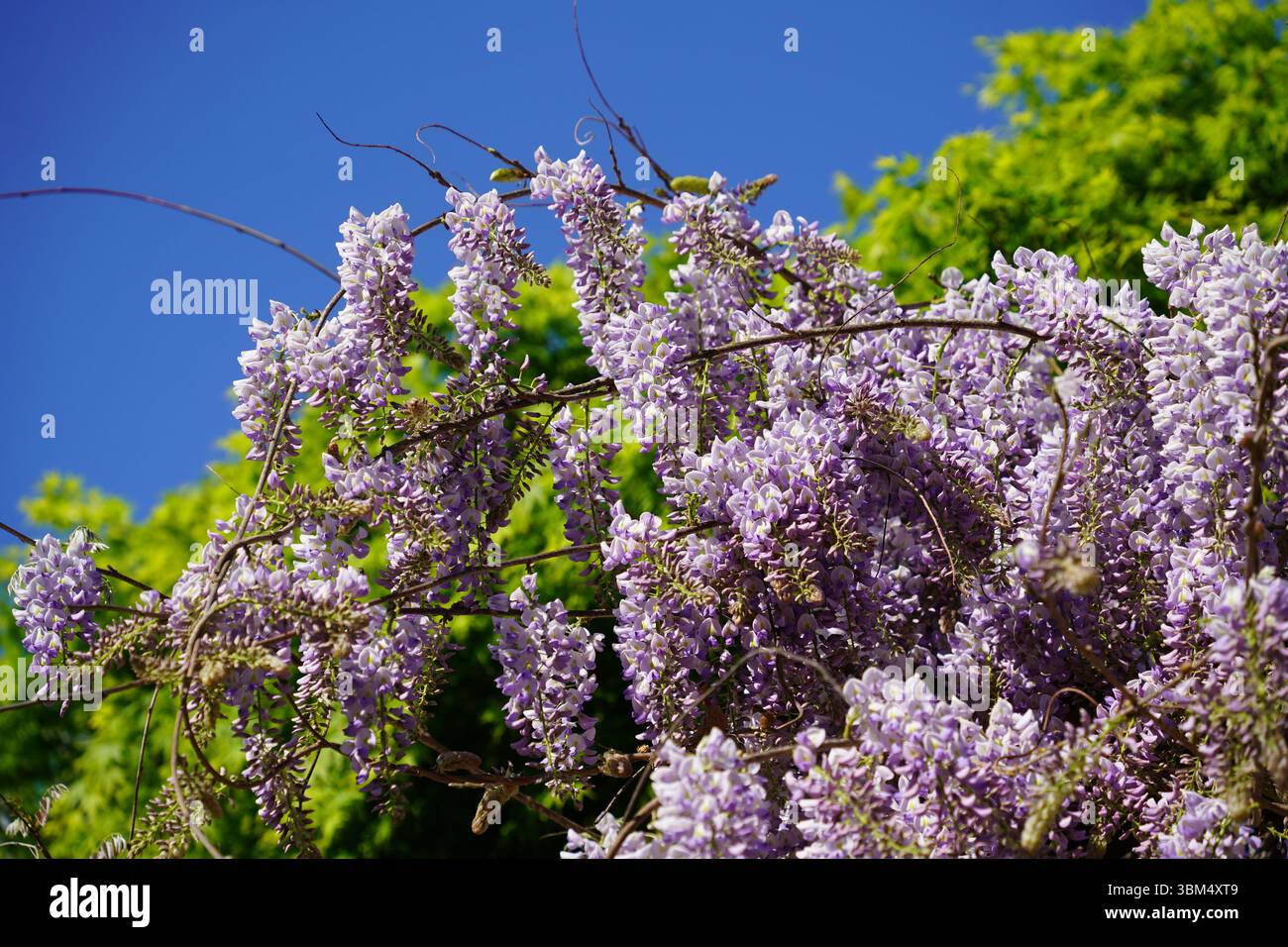 Wisteria blüht im Park in Vancouver, Kanada Stockfoto