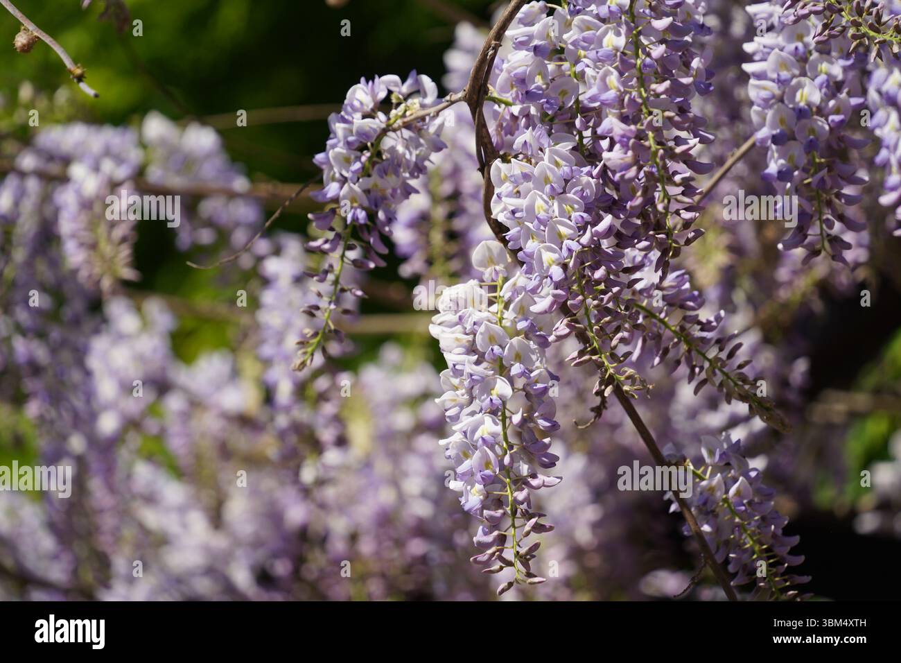 Wisteria blüht im Park in Vancouver, Kanada Stockfoto