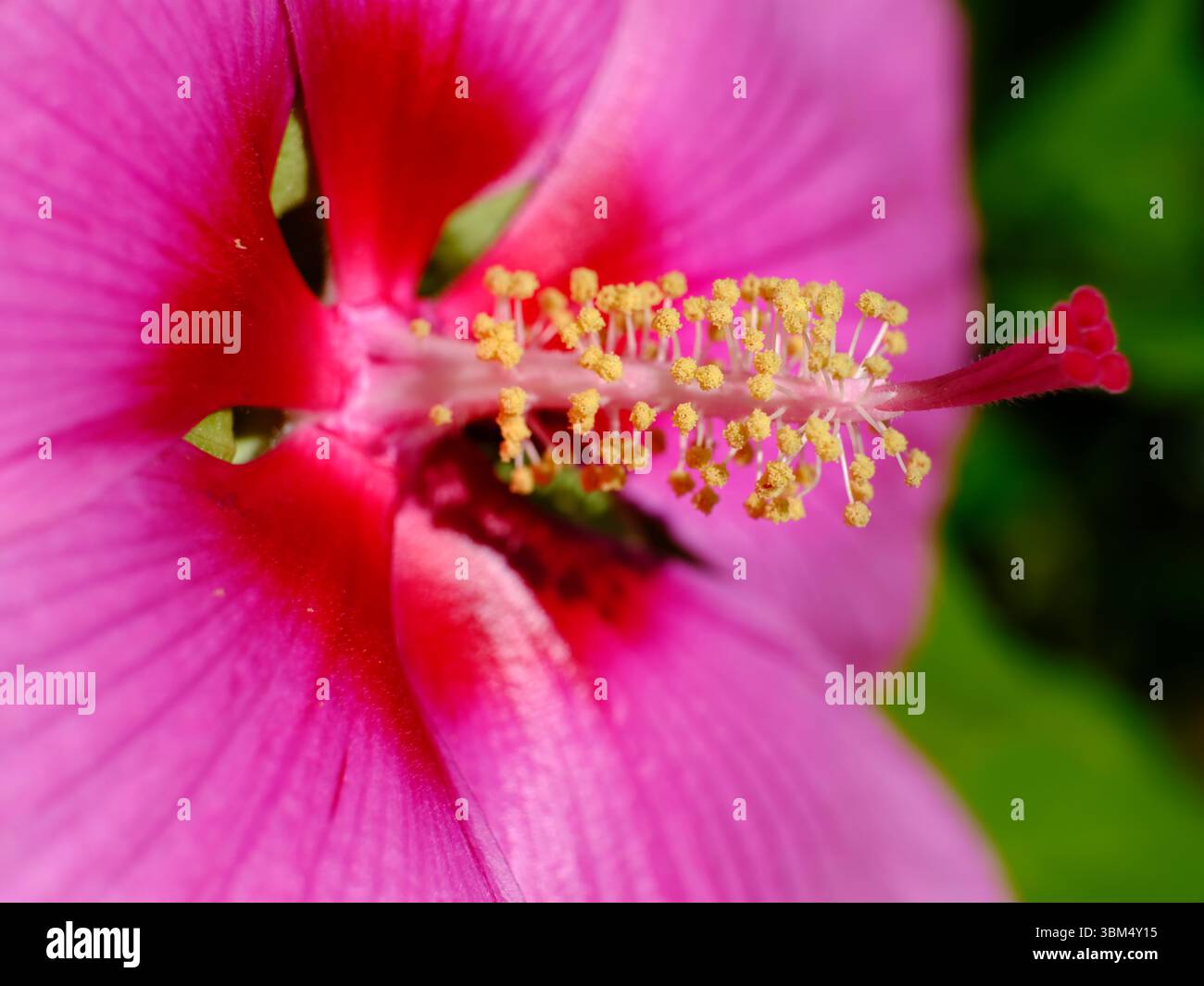 Makrobild der rosa Hibiskusblüte aus Profil im französischen Garten Stockfoto