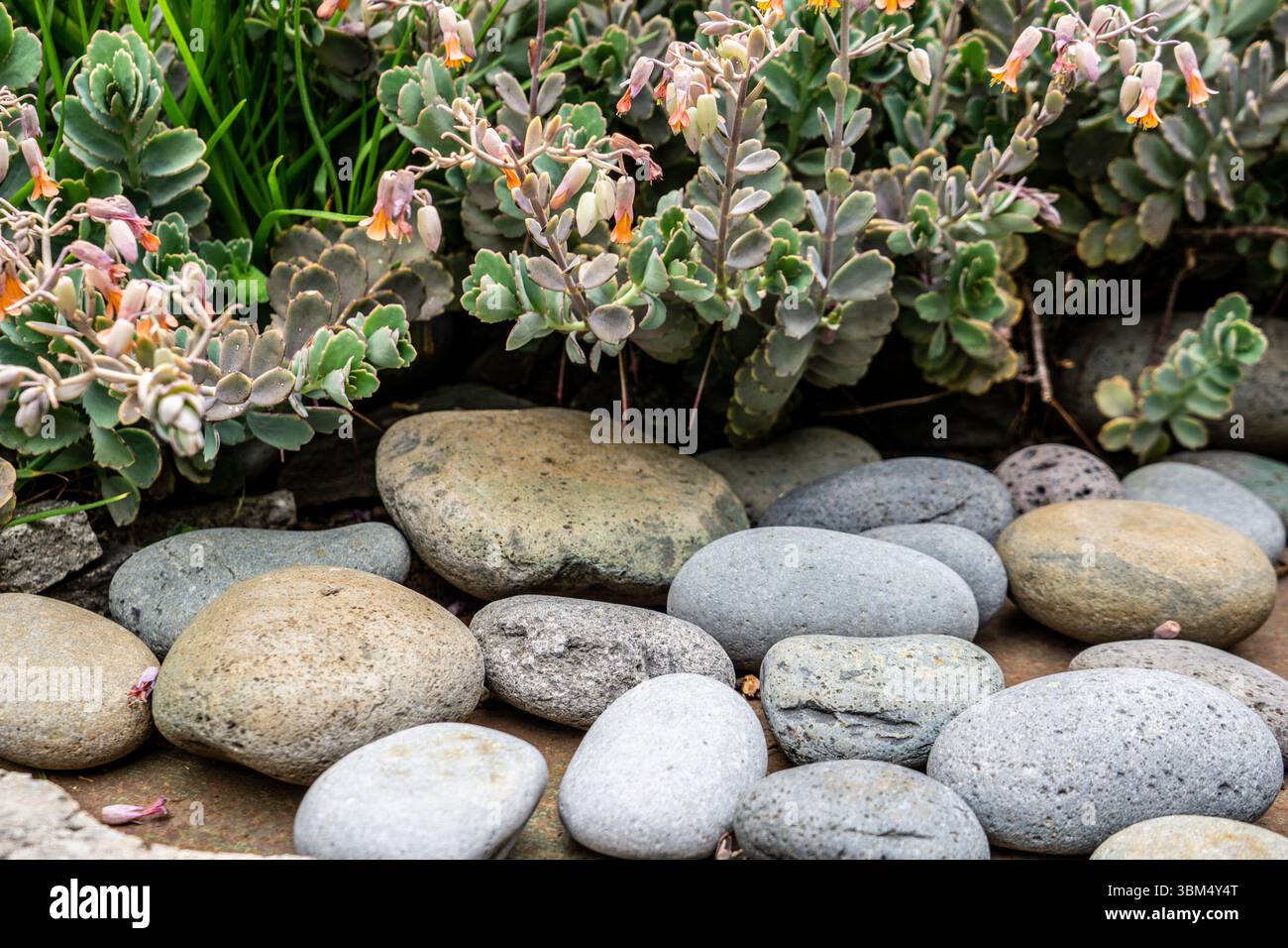 Saftige Kalanchoe-Pflanze mit glockenförmigen Orangenblüten, die über glatten vulkanischen Felsen in einem Gartenbeet wachsen, Madeira Island, Portugal. Stockfoto