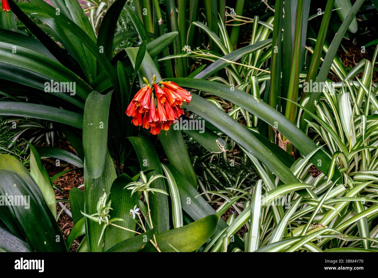 Clivia miniata mit leuchtenden orange-roten Trompetenblüten in Blüte zwischen üppig grünem Laub in einem schattigen Garten, Madeira Island, Portugal Stockfoto