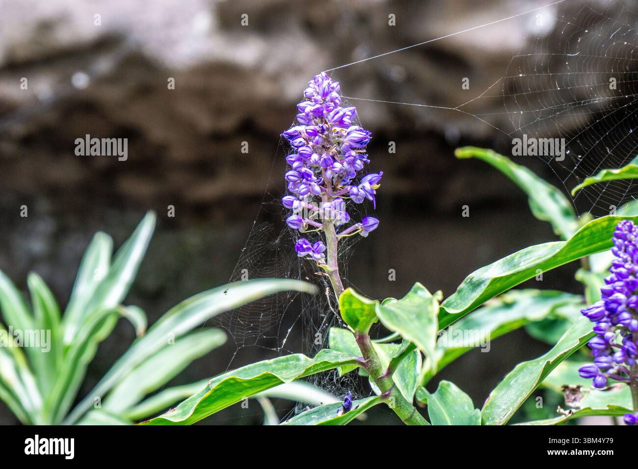 Leuchtend violette Dichorisandra thyrsiflora Blüte (blauer Ingwer) umgeben von Spinnennetzen in einem schattigen Garten, Madeira Island, Portugal. Stockfoto