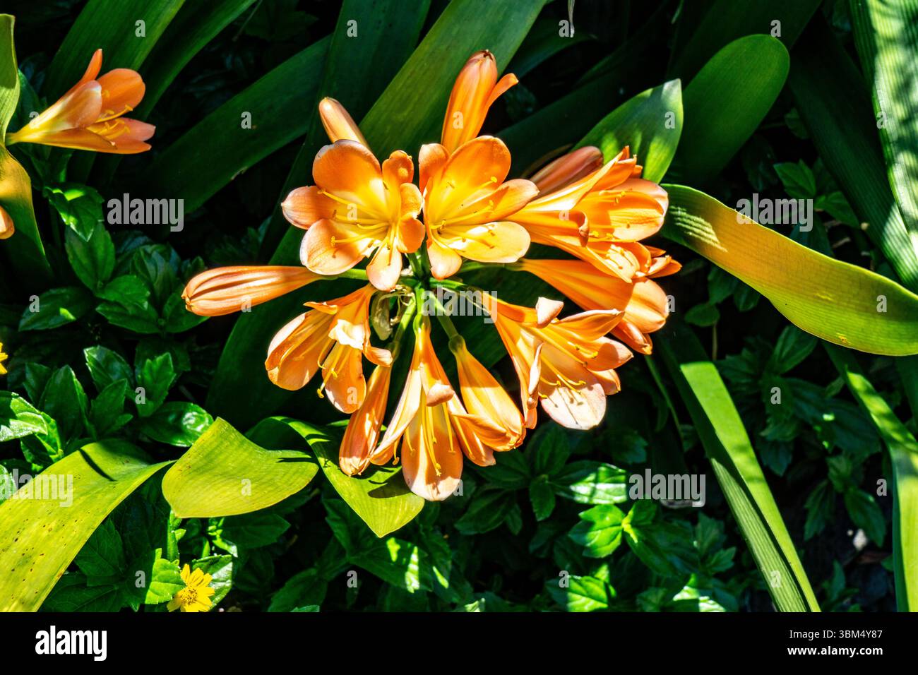 Clivia miniata in voller Blüte mit leuchtend orangen trompetenförmigen Blüten und üppig grünem Laub im Sonnenlicht, Madeira Island, Portugal. Stockfoto