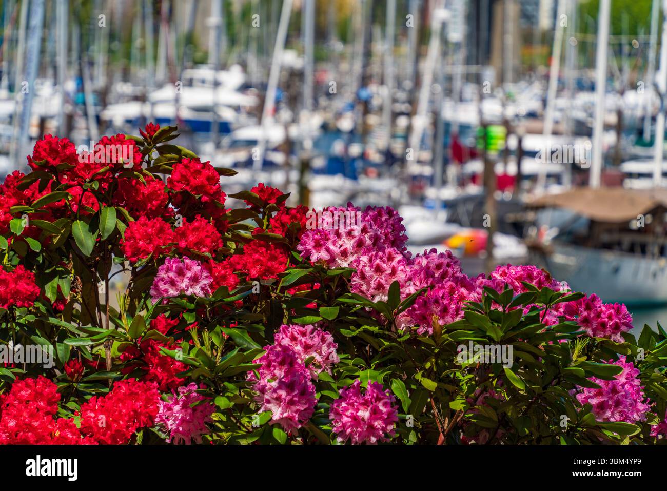 Bunte Rhododendron-Blüten (Azaleen) an einem Hafen in Vancouver, Kanada Stockfoto