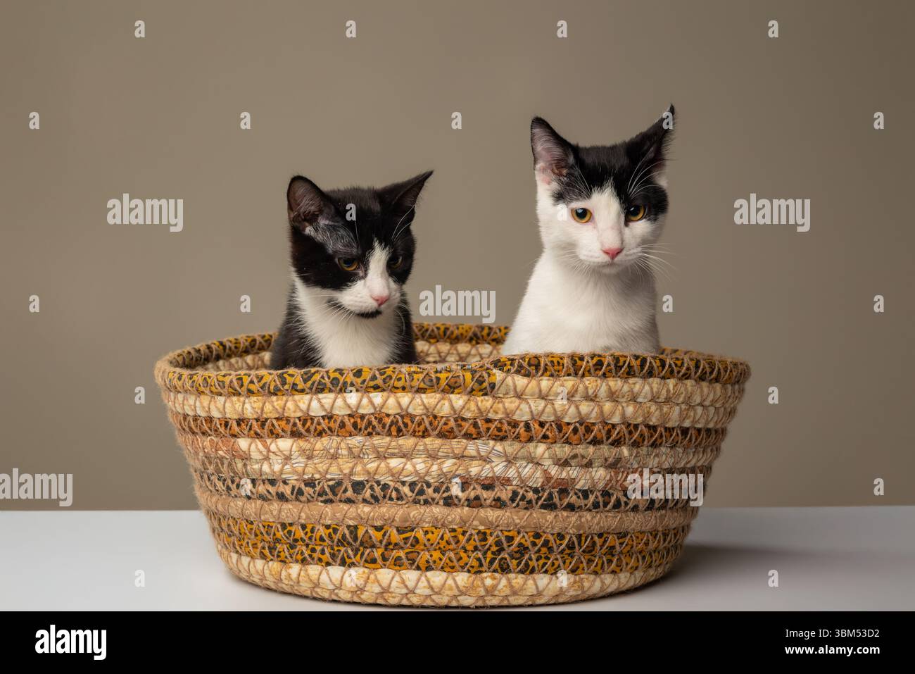 Kätzchen sitzen zusammen in einem gemütlichen Korb Stockfoto