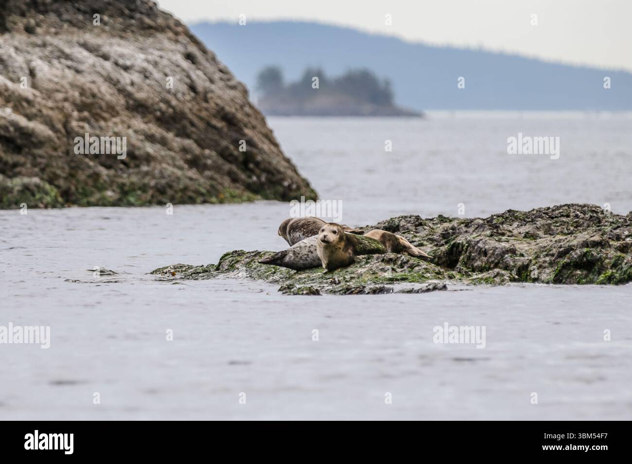 Secret Island, British Columbia – 1. September 2019: Seelöwen auf einem Felsen auf den Gulf Islands von British Columbia Stockfoto