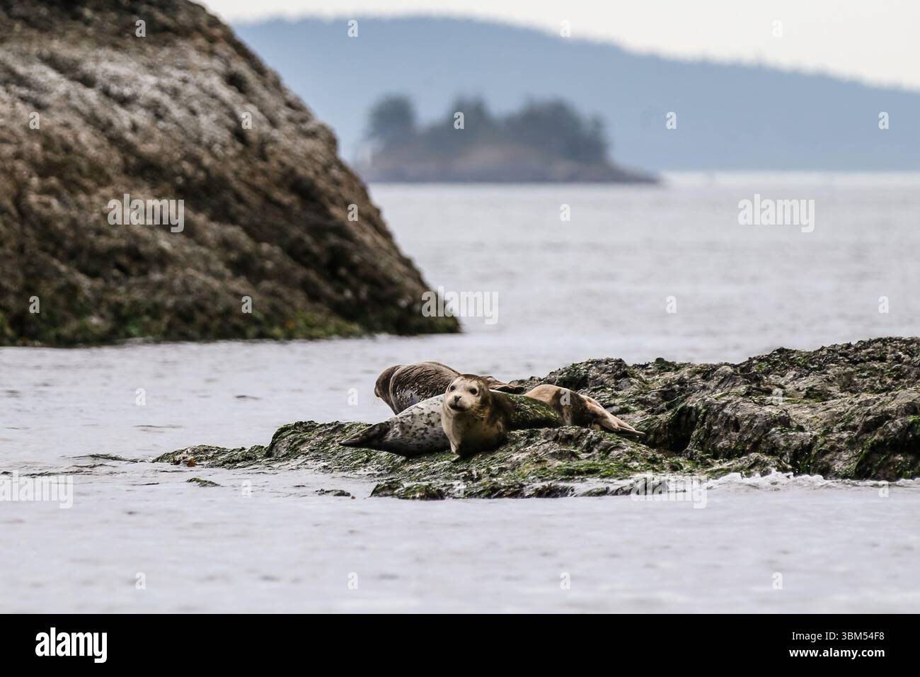 Secret Island, British Columbia – 1. September 2019: Seelöwen auf einem Felsen auf den Gulf Islands von British Columbia Stockfoto