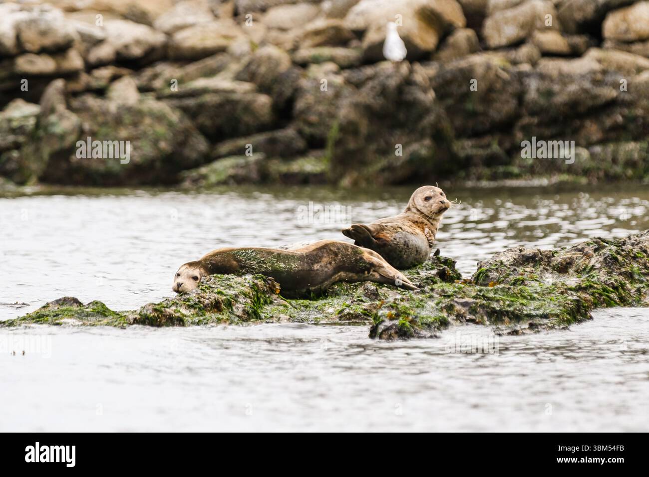 Secret Island, British Columbia – 1. September 2019: Seelöwen auf einem Felsen auf den Gulf Islands von British Columbia Stockfoto