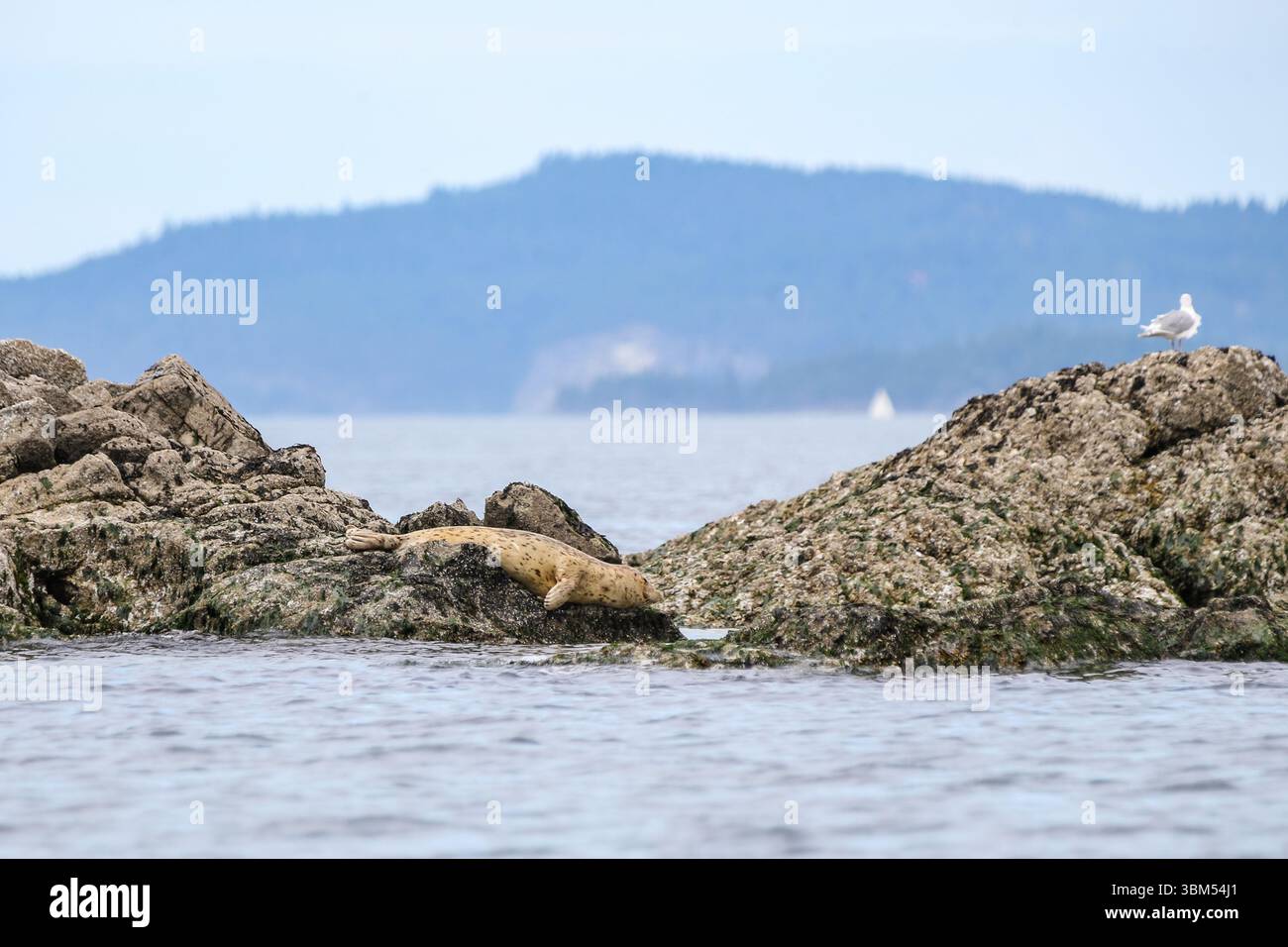 Secret Island, British Columbia – 1. September 2019: Seelöwen auf einem Felsen auf den Gulf Islands von British Columbia Stockfoto