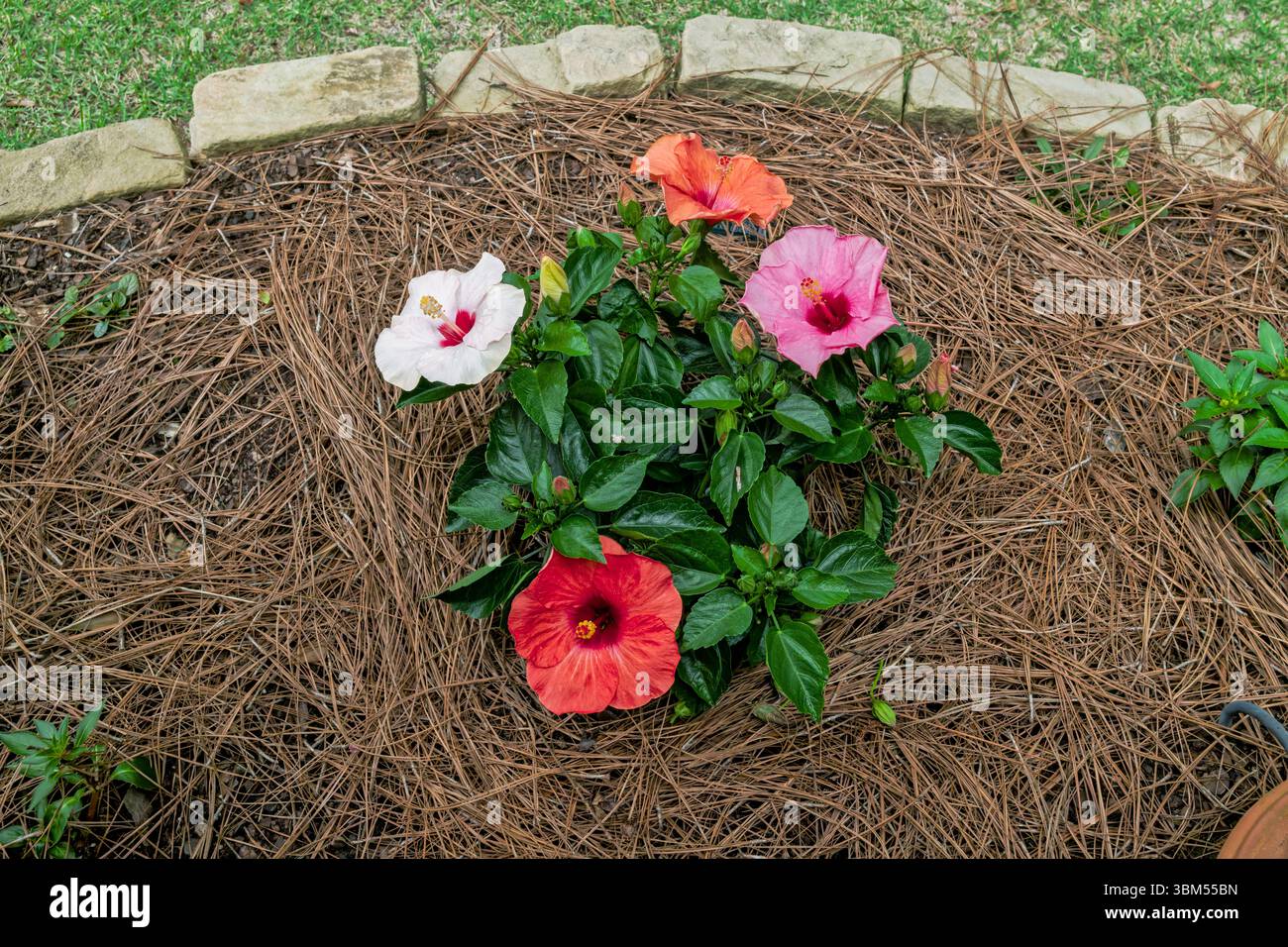 Mehrfarbige Hibiskuspflanze blüht und wächst in einem Alabama-Garten, USA. Stockfoto