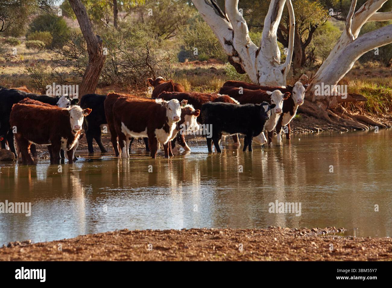 Rindertrinkung in Eringa Waterhole, Mt Dare Road, Australien. Stockfoto