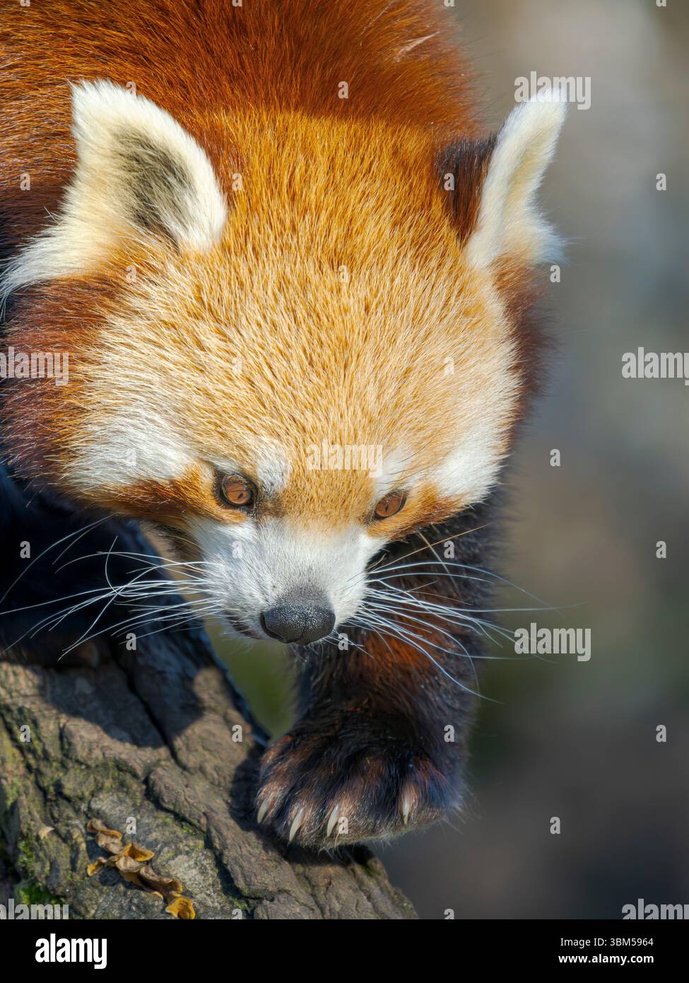 Roter Panda oder kleiner Panda klettern in einem Baum im Zoo Hellabrunn in München. Deutschland, München Stockfoto