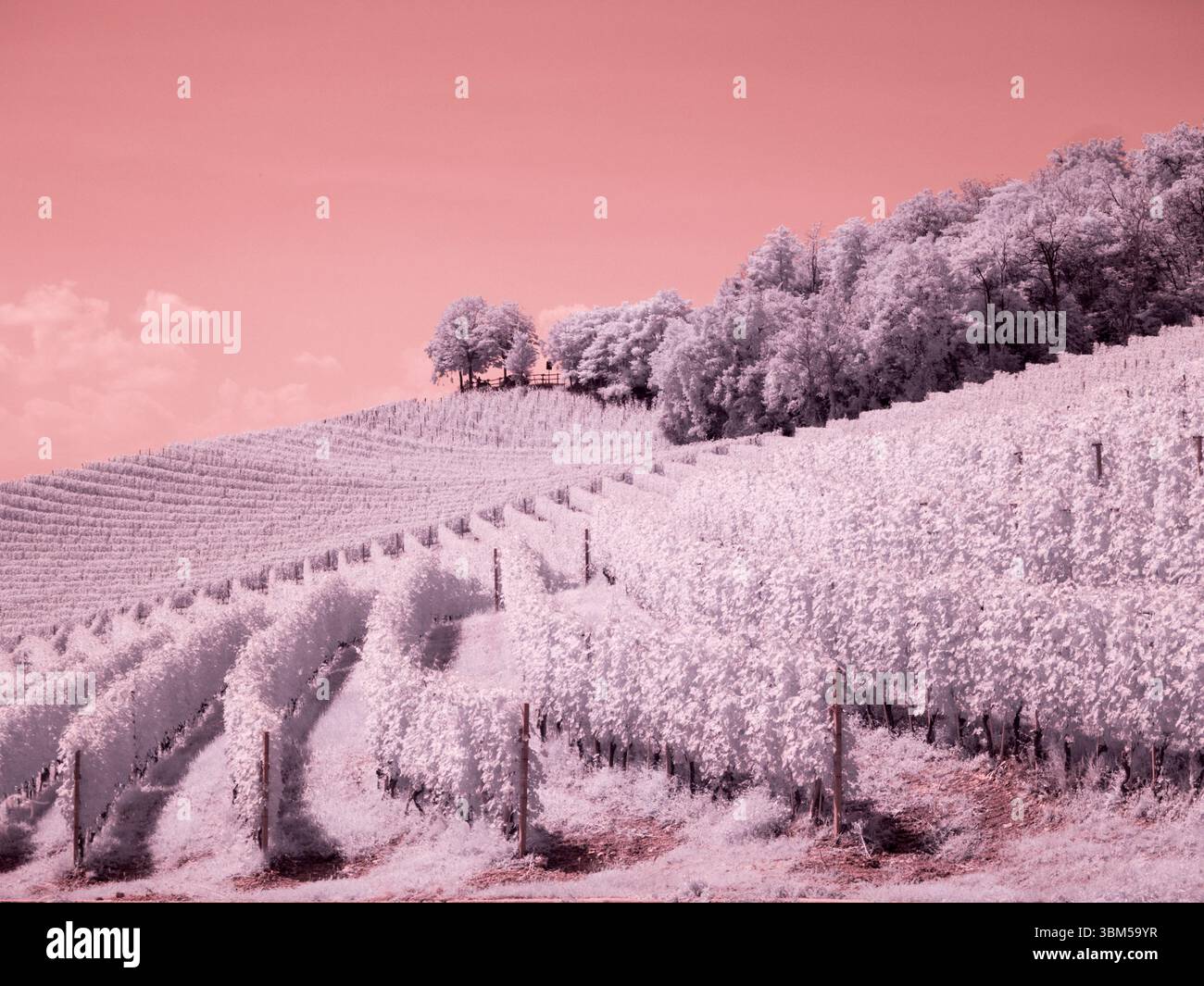 Italien, Pedemonte, Langhe, Barolo. Weinberge. Stockfoto