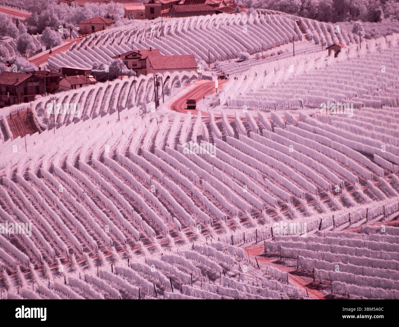 Italien, Pedemonte, Langhe, Barolo. Weinberge. Stockfoto