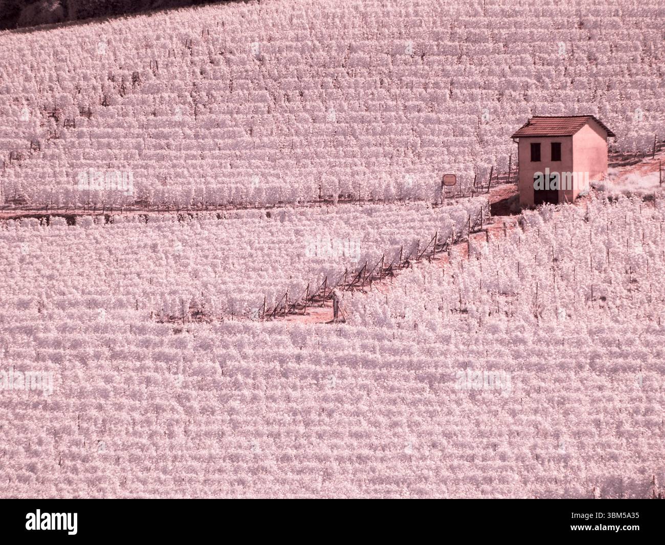 Italien, Pedemonte, Langhe, Barolo. Weinberge. Stockfoto