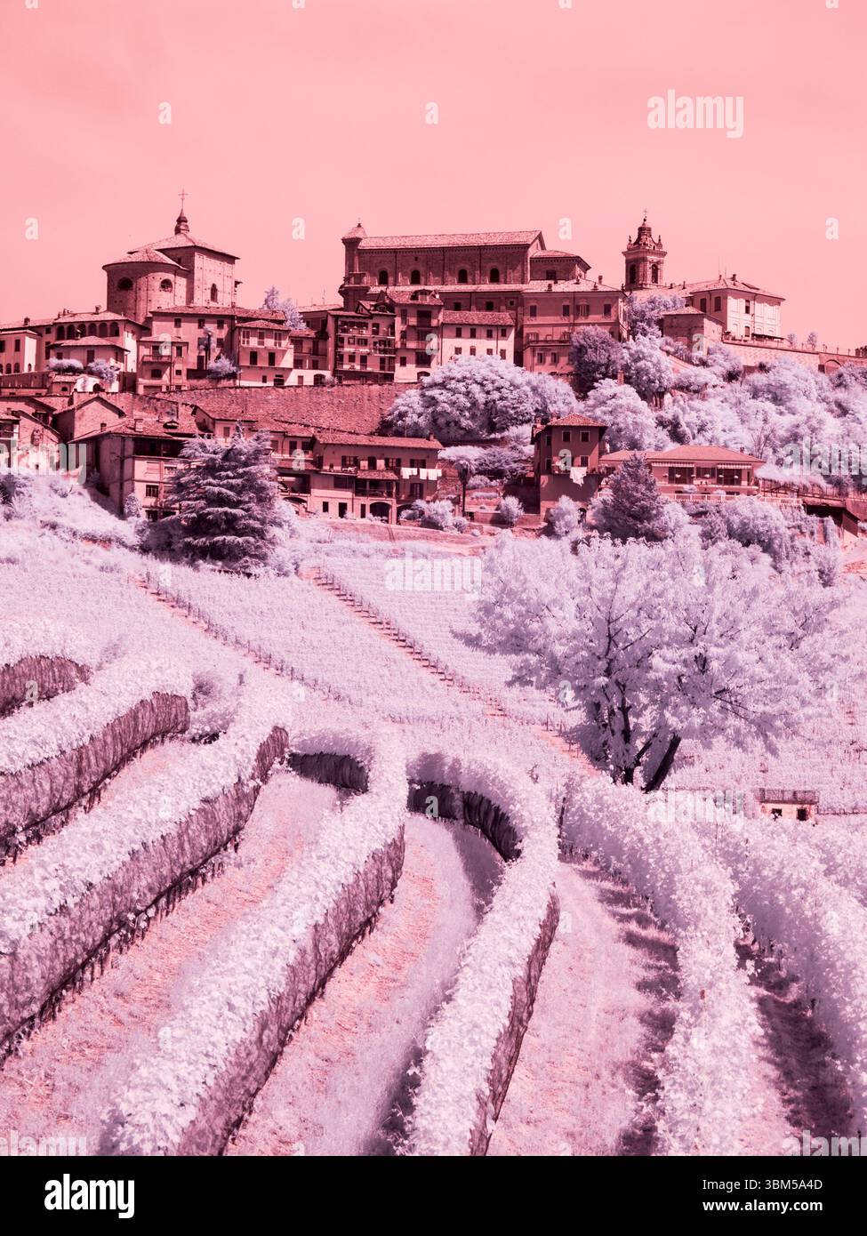 Italien, Pedemonte, Langhe, Barolo. Weinberge. Stockfoto