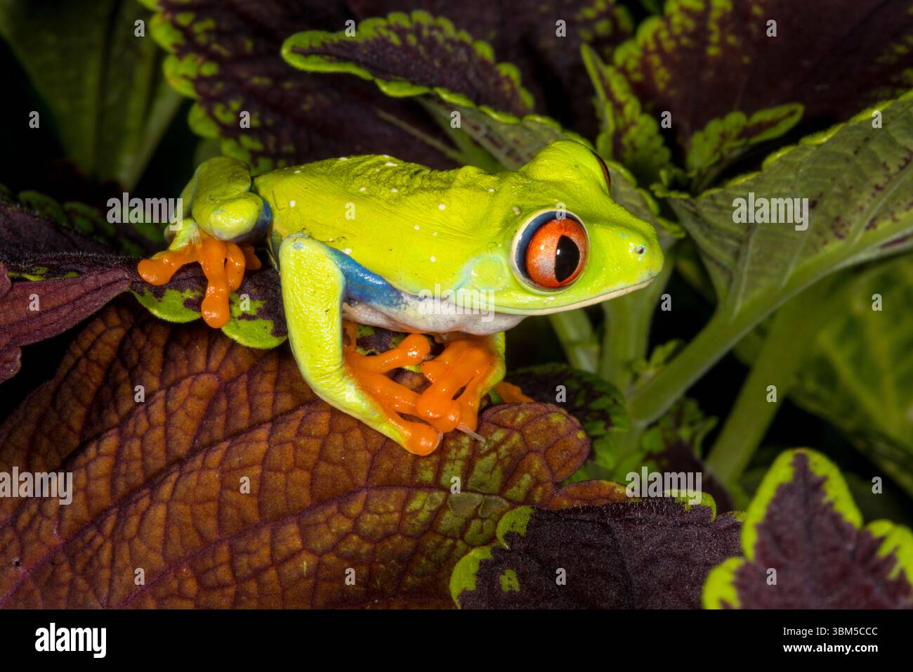 Rotäugigen Baumfrosch. Stockfoto